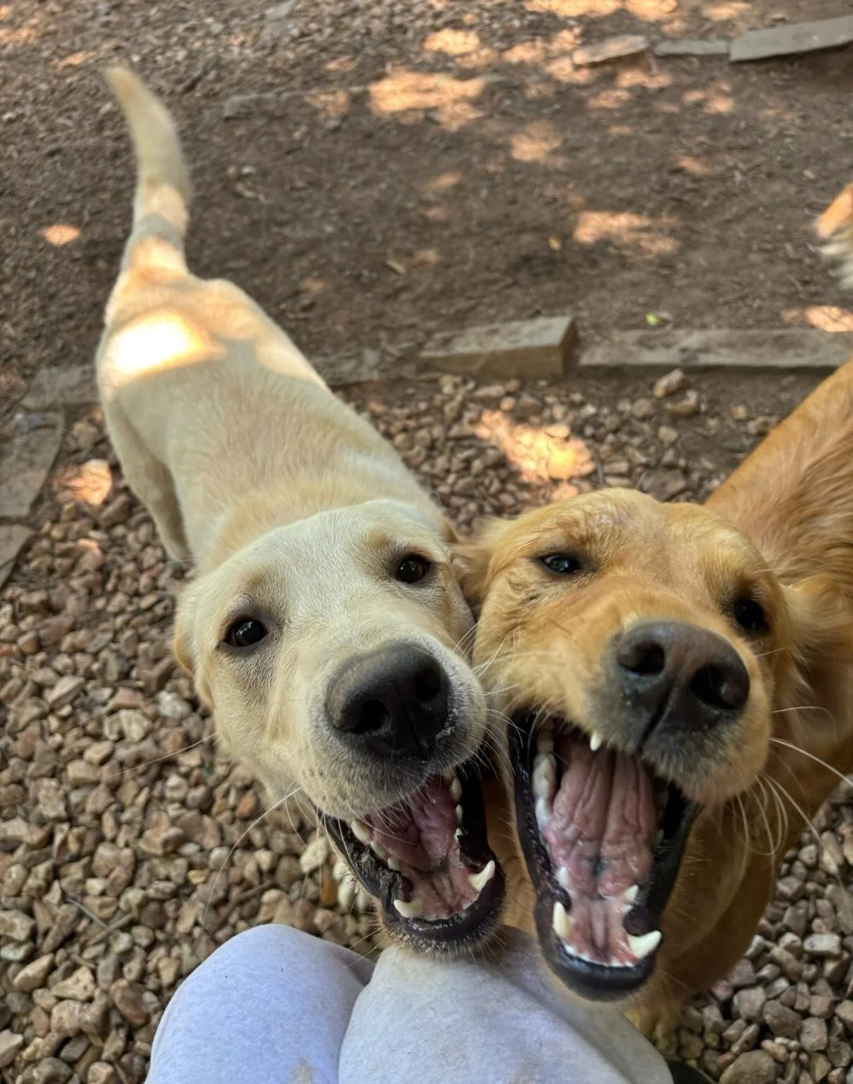 Mabel &amp; Ranger are best friends currently and both are so photogenic it really works out haha

Willow will do about anything for a treat 😂

I feel like we should Knight JVJ and start calling him Sir Jon Val Jon 🫡

Flair &amp; The Black Pearl ar