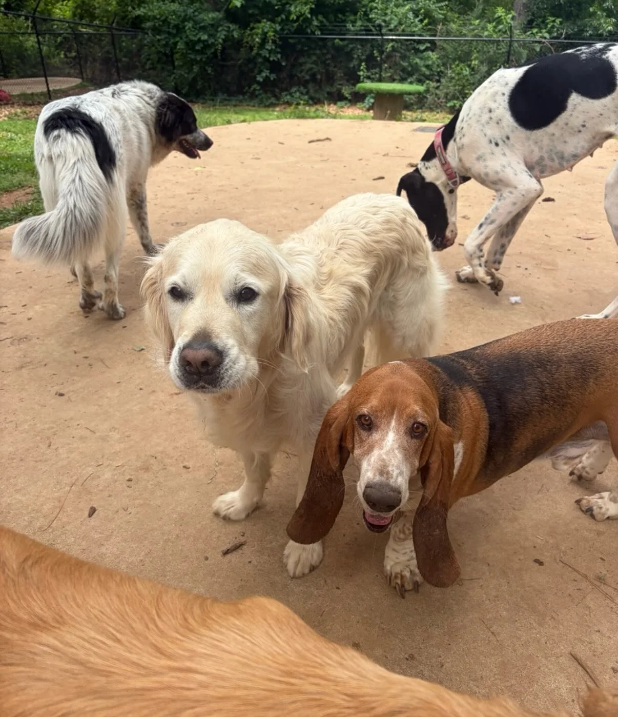 It&rsquo;s Nina&rsquo;s last night ever here (she&rsquo;s moving to Minnesota tomorrow at 6:45am) so we are enjoying the last time we have together - she got to play with all of her best friends today so it was perfect and her GOING AWAY PARTY starts