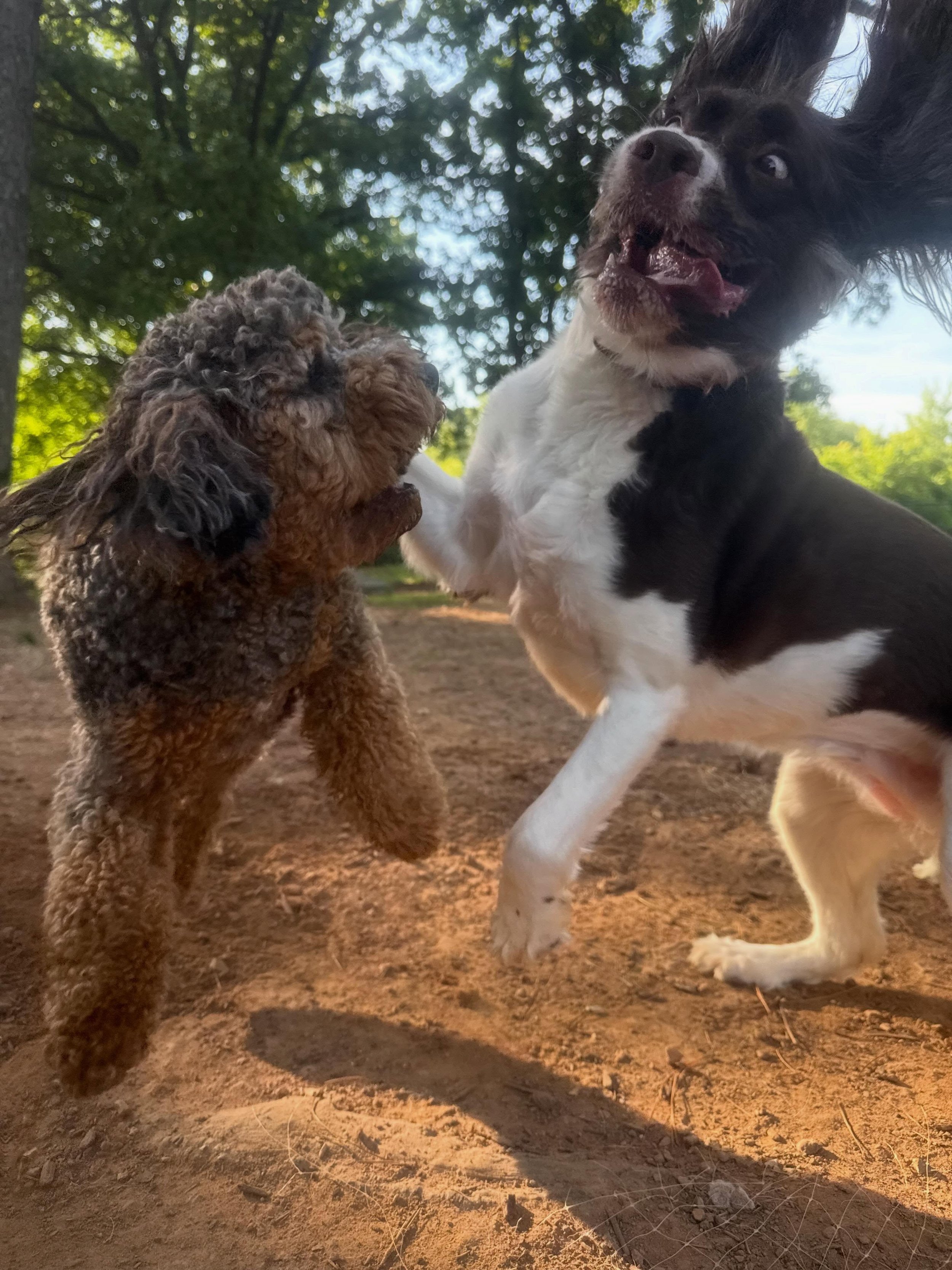 Happy Memorial Day!

The Dogs had a great weekend with all of their friends and most of them were very well behaved -> they all frequent Rover Oaks often, making it easier on us and them 🐶 #SecondHome

Harley is one of the cutest and most fun-lov