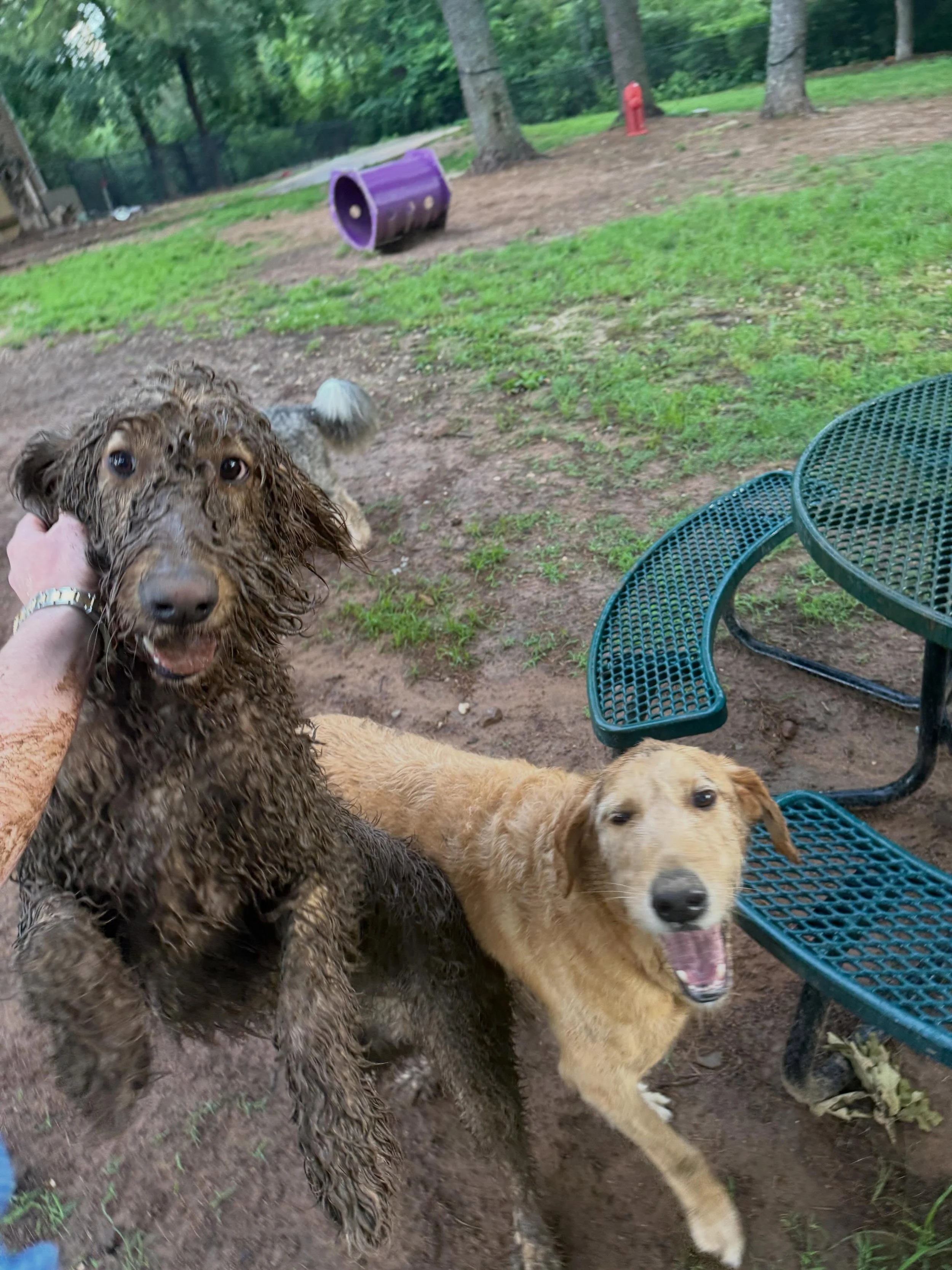 I&rsquo;m going to start offering MUD BATHS as an add on to our Hotel Experience &hellip; thanks for the great idea, Benji! 🤣 #JustGotHisDailyBath #DogsBeingDogs

It rained off and on here so we watched movies and played in and out all day - some do
