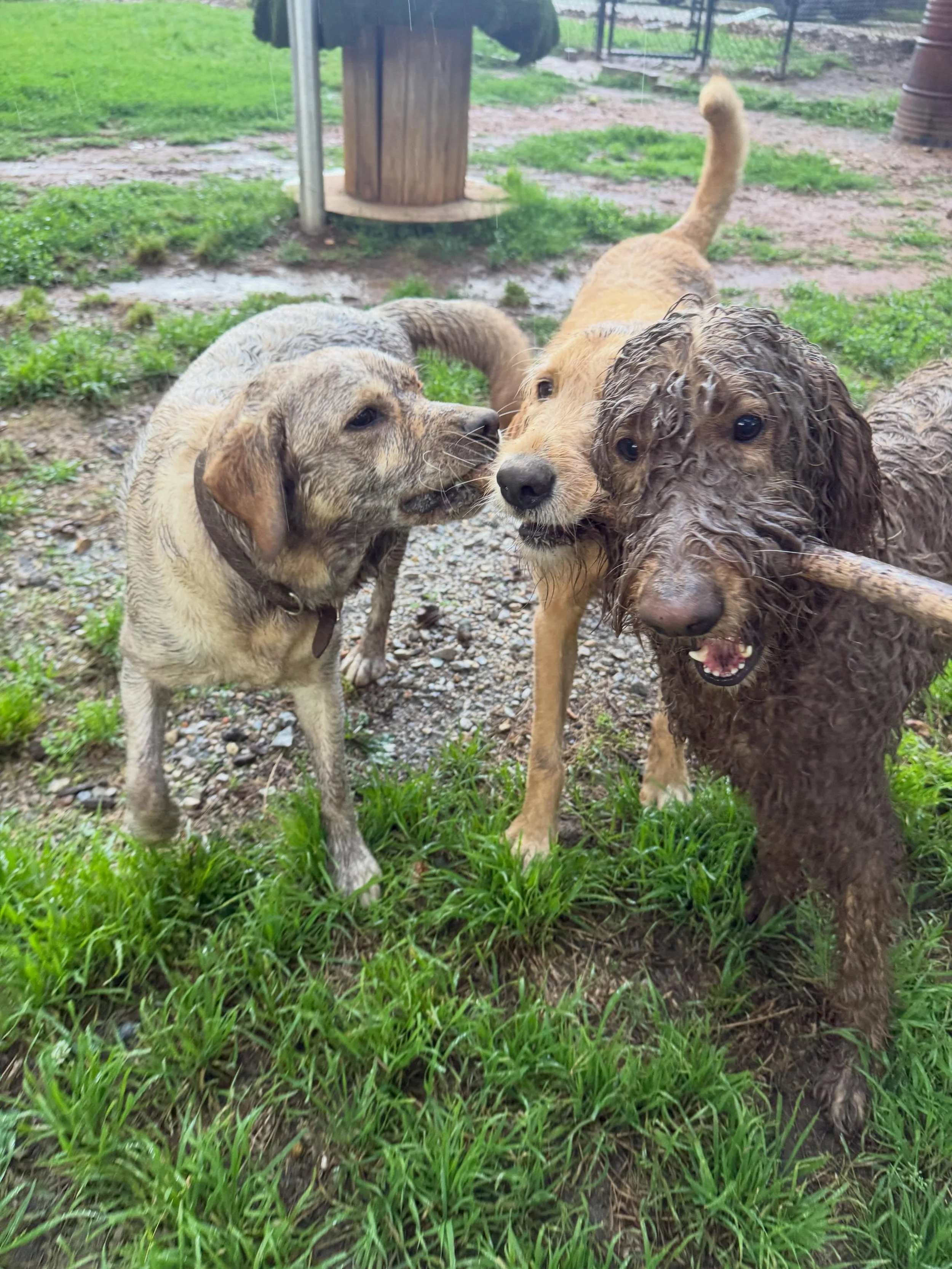 19 good pics of Benji just being a dog and living his best life #BetterHereThanYourHouse 😉
