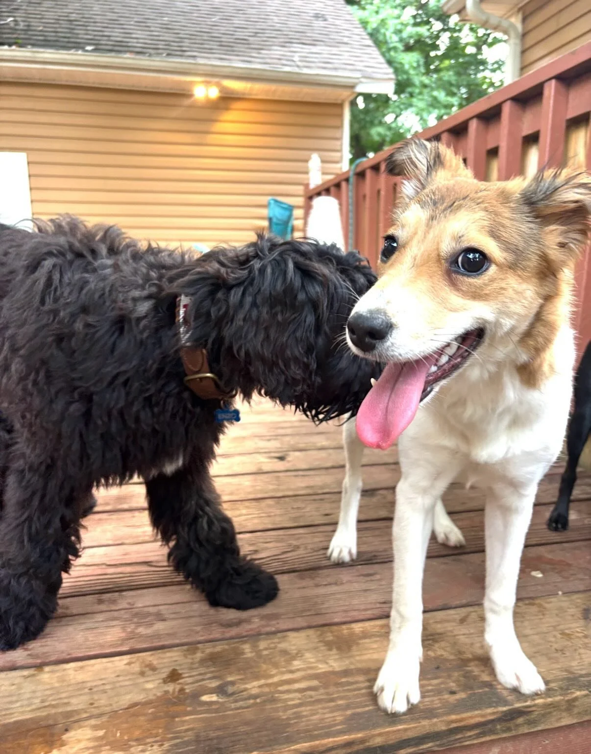 Enzo &amp; Beignet! It was Enzo&rsquo;s first day here (Harley got lots of extra pets for the recommendation) and he loved it! He was partners in crime with beignet, loved the humans, and bailey even taught him about an afternoon siesta 😎

Roxie was