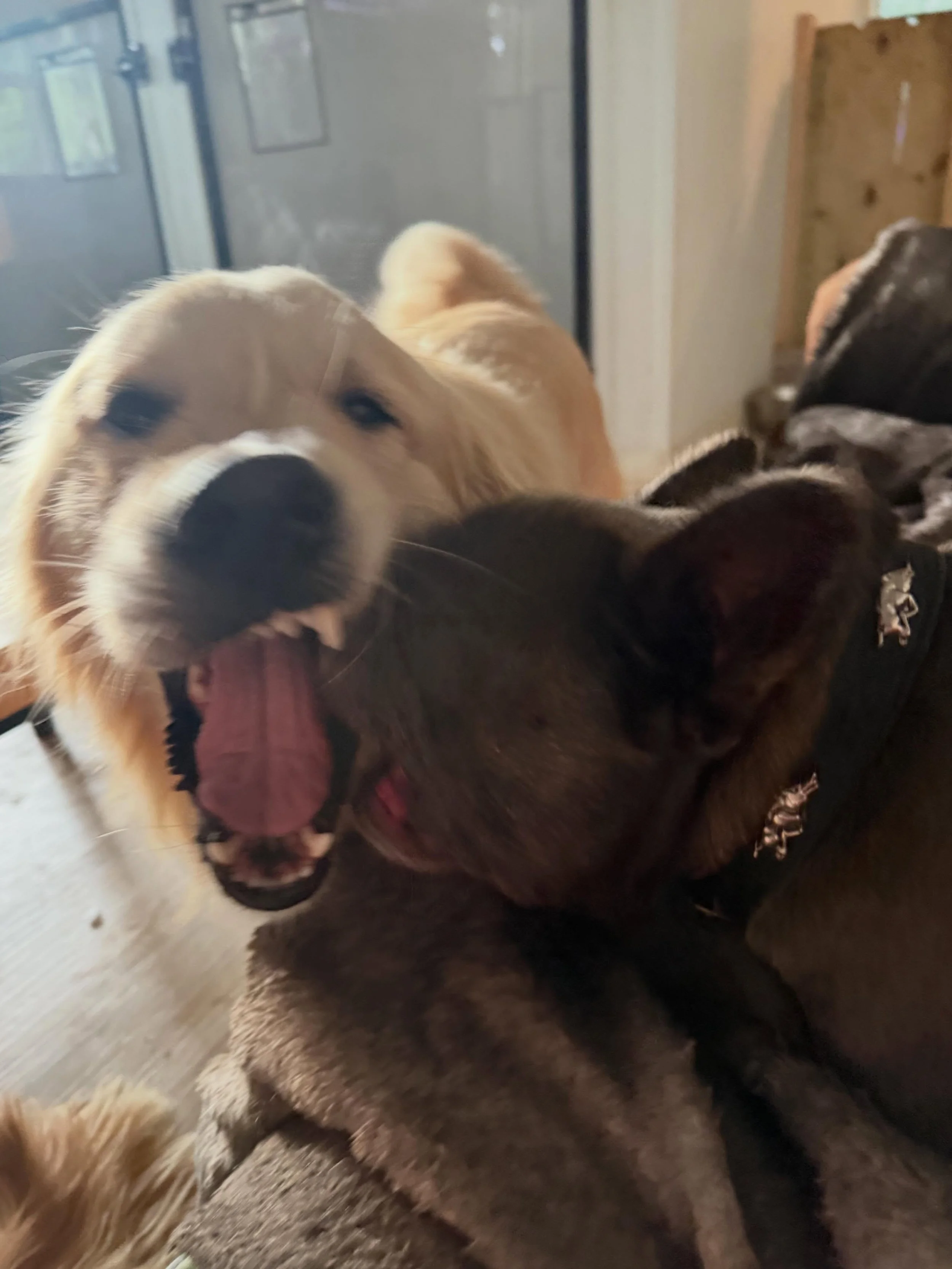 Simba &amp; Rudy! They are staying over 2 weeks this June and are having such a great time! Historically the bulldogs that visit Rover have been bullies &hellip; Rudy is just a fun dog that thinks he&rsquo;s big too and Simba is one of the best looki