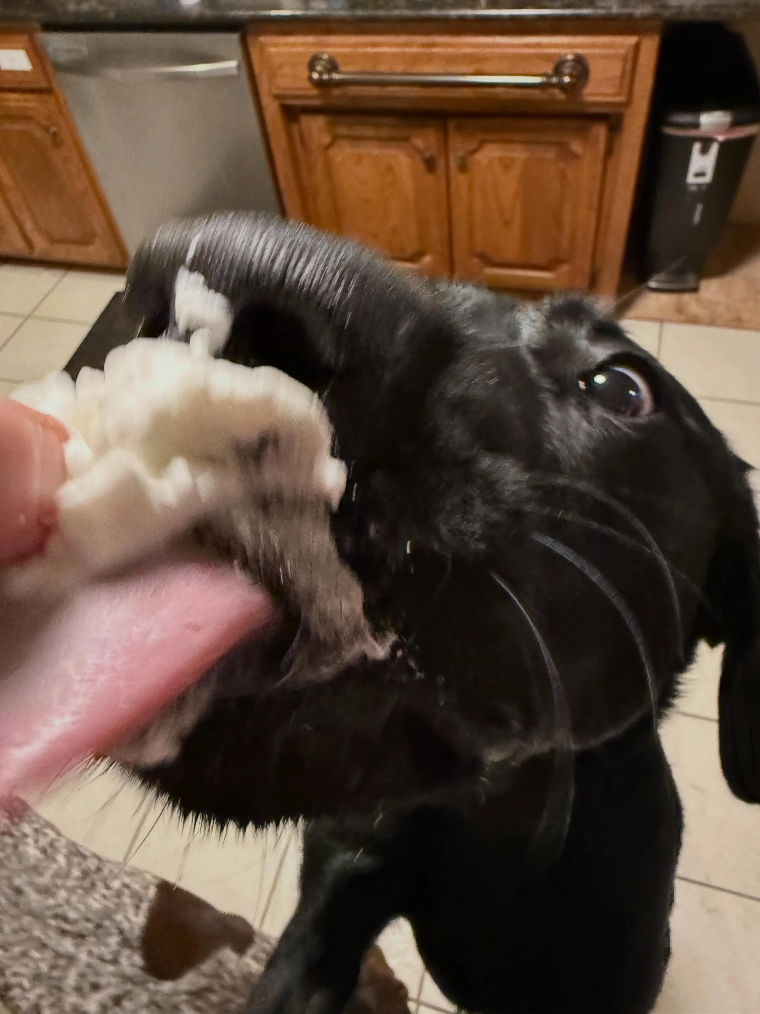 The dogs (well Juice for sure 😂) will do anything for some whipped cream and were so excited to celebrate Layla&rsquo;s 1st Bday! 

Layla&rsquo;s friends surprised her (they got to help) with a lick n paint project to make a masterpiece to give home