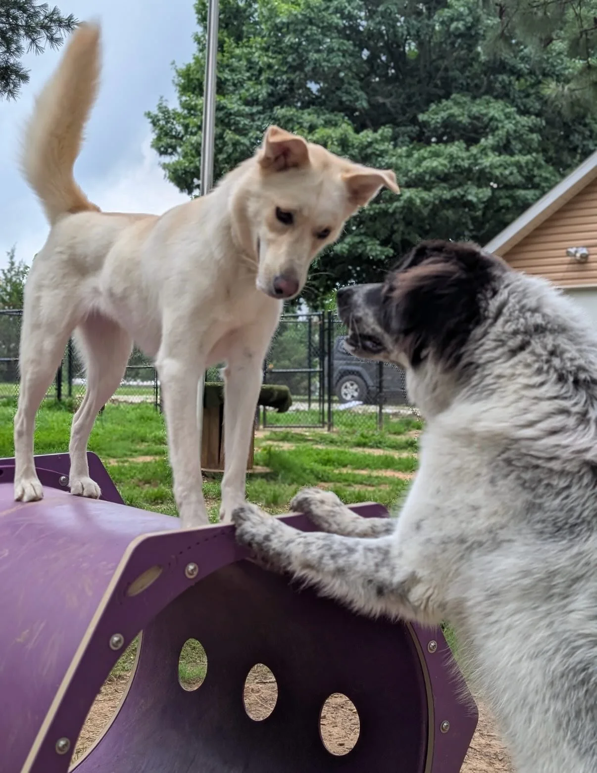 Happy 1st Bday Layla! We are glad you got to play your favorite game (hide and seek) with Sally instead of with a human trying to bring you in for dinner 🤣 #NeverFoundInTheTunnel

Roxie is the German shepherd that takes really good pictures and love