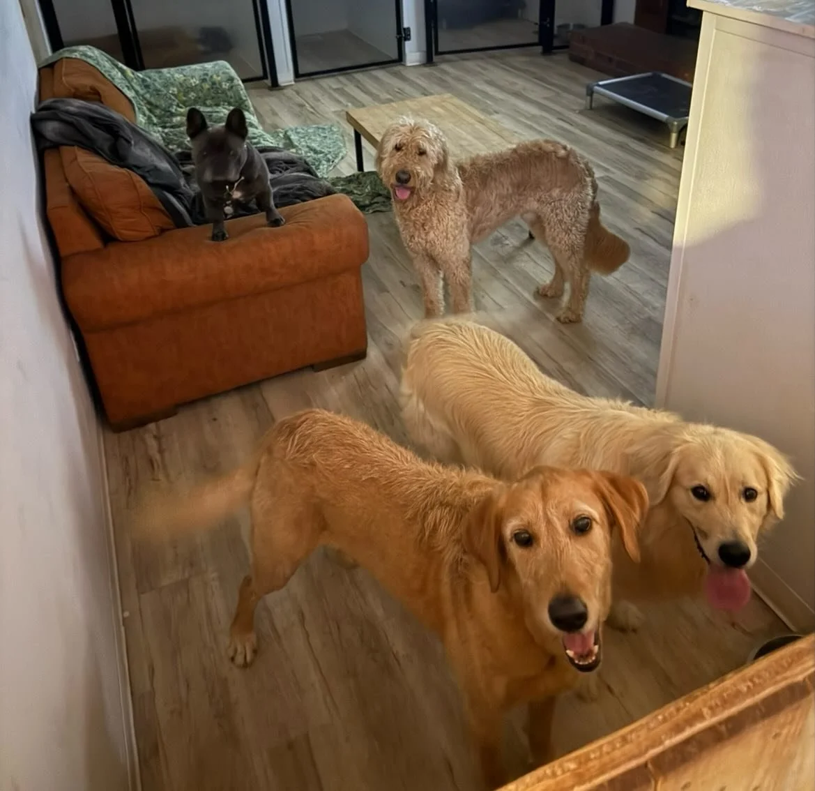 Some good pics from the last couple days. Today it rained here a bit but I think we are in the clear until the weekend now - the pups are rooting on some 70 degree weather 😎

Simba is just big River and I&rsquo;m glad they get to meet and play with 