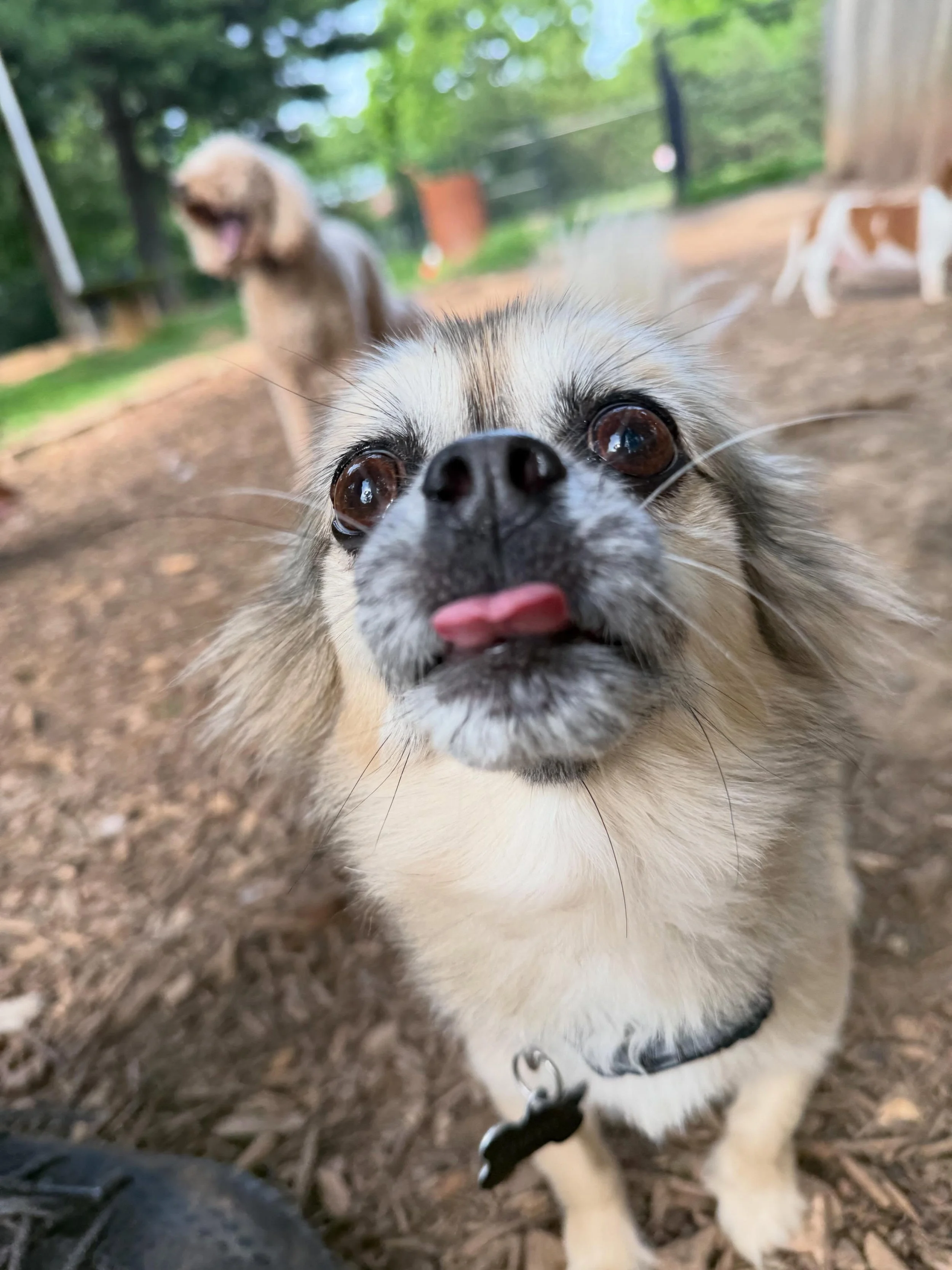 Chewy! Chewy &amp; Max are staying for a week and are 2 of the cutest dogs you&rsquo;ll see here. They love to play and also get pets by the humans. 

River has decided we are digging to China and I really think we are getting close 😎

Lots of stick