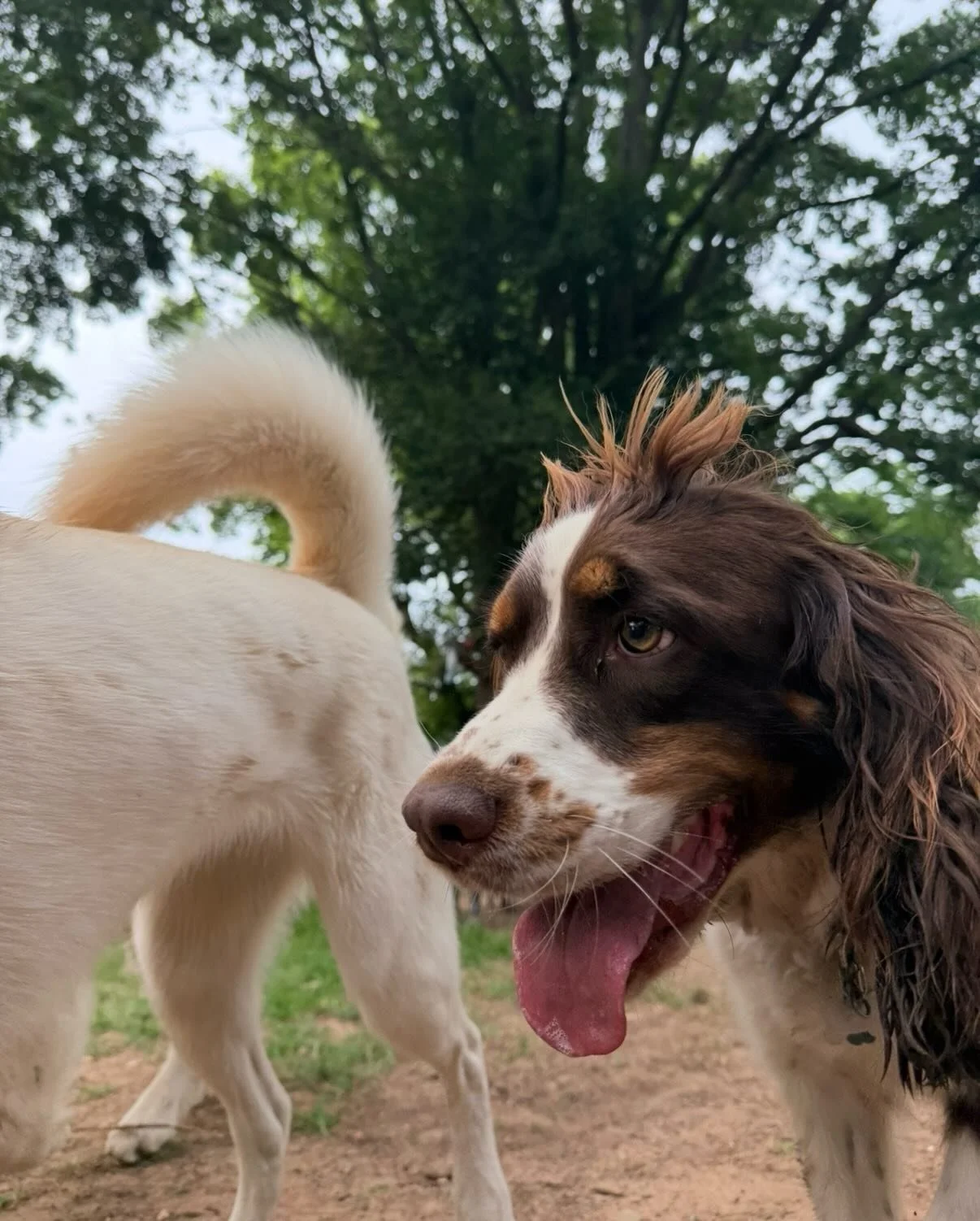 Fenway! All he does is have fun and sometimes he wants to have too much fun and it&rsquo;s gonna be the death of me 😂

Here&rsquo;s some more good pics from yesterday as it&rsquo;s now time to get to work 😎

It&rsquo;s a good day to be a DOG!