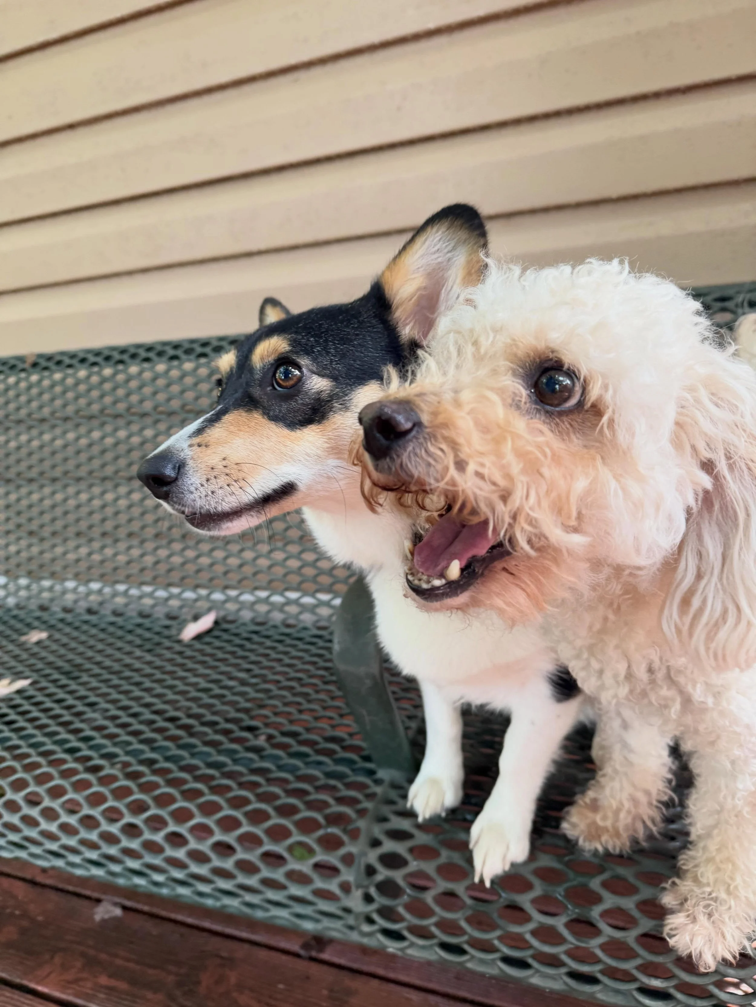 Bailey is going to be so happy that on Thursday her BFF Ellie is coming back! 😎 

Sophie joined us today and got to play with River when the sun came out about 12noon ☀️ 

Lulu and Moose really love it here and are so happy to have so many small fri