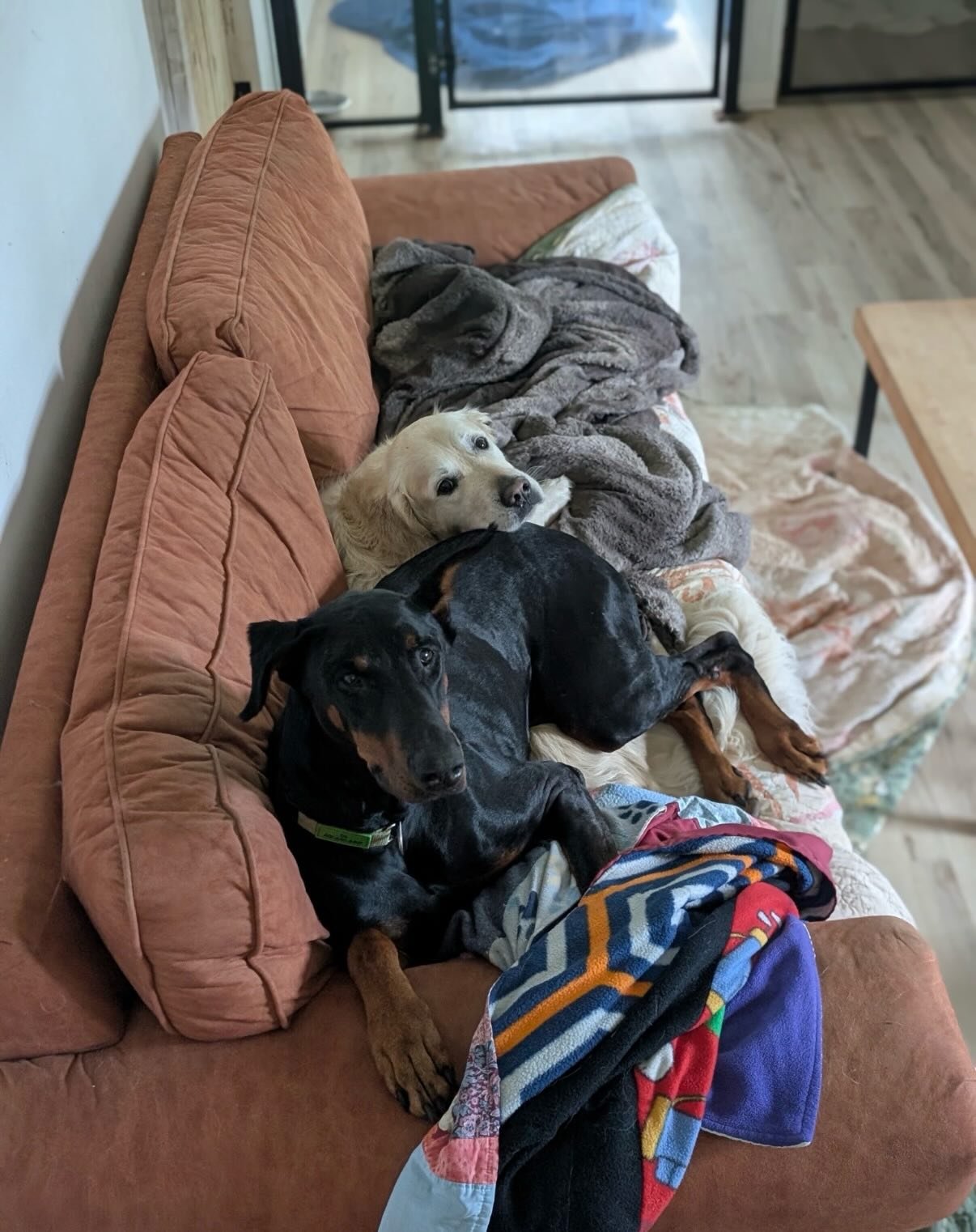 The dogs had a great day even tho it was hot and humid outside 😎

Saks is just like Juice and prefers to sit on Tucker too

Henry loves the hammock and I&rsquo;d be in there all day with him if I could

Sammy loves digging holes and playing with his