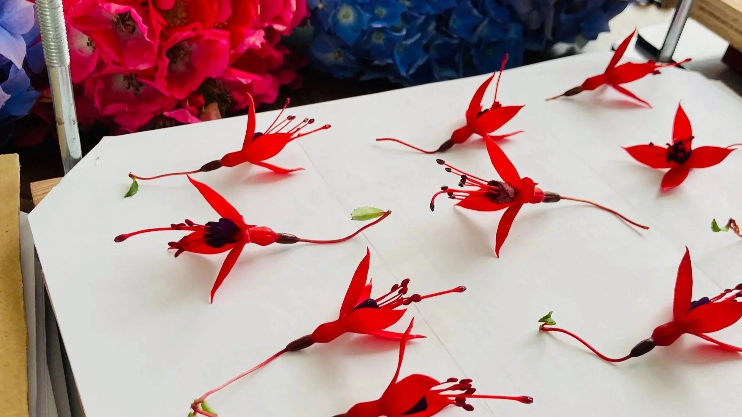 red fuchsia flowers on a page in an open press. fresh pink and blue flowers are in the background.