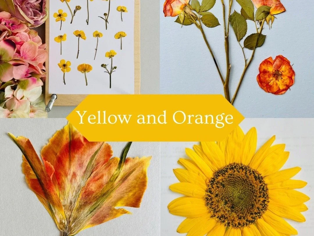 Why Do Pressed Flowers Change Colour? Tips for Pressing — Little ...