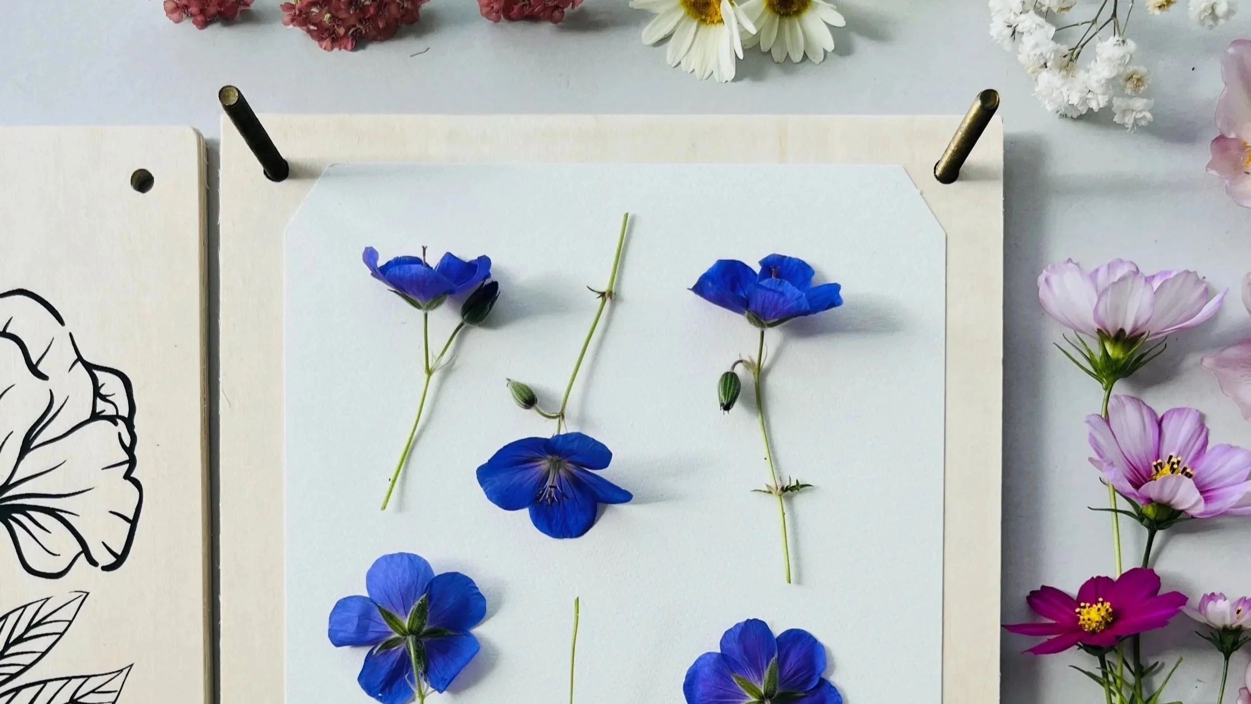 purple flowers in an open flower press, laid out on the page with the flower press panel next to it and fresh flowers around the outside.