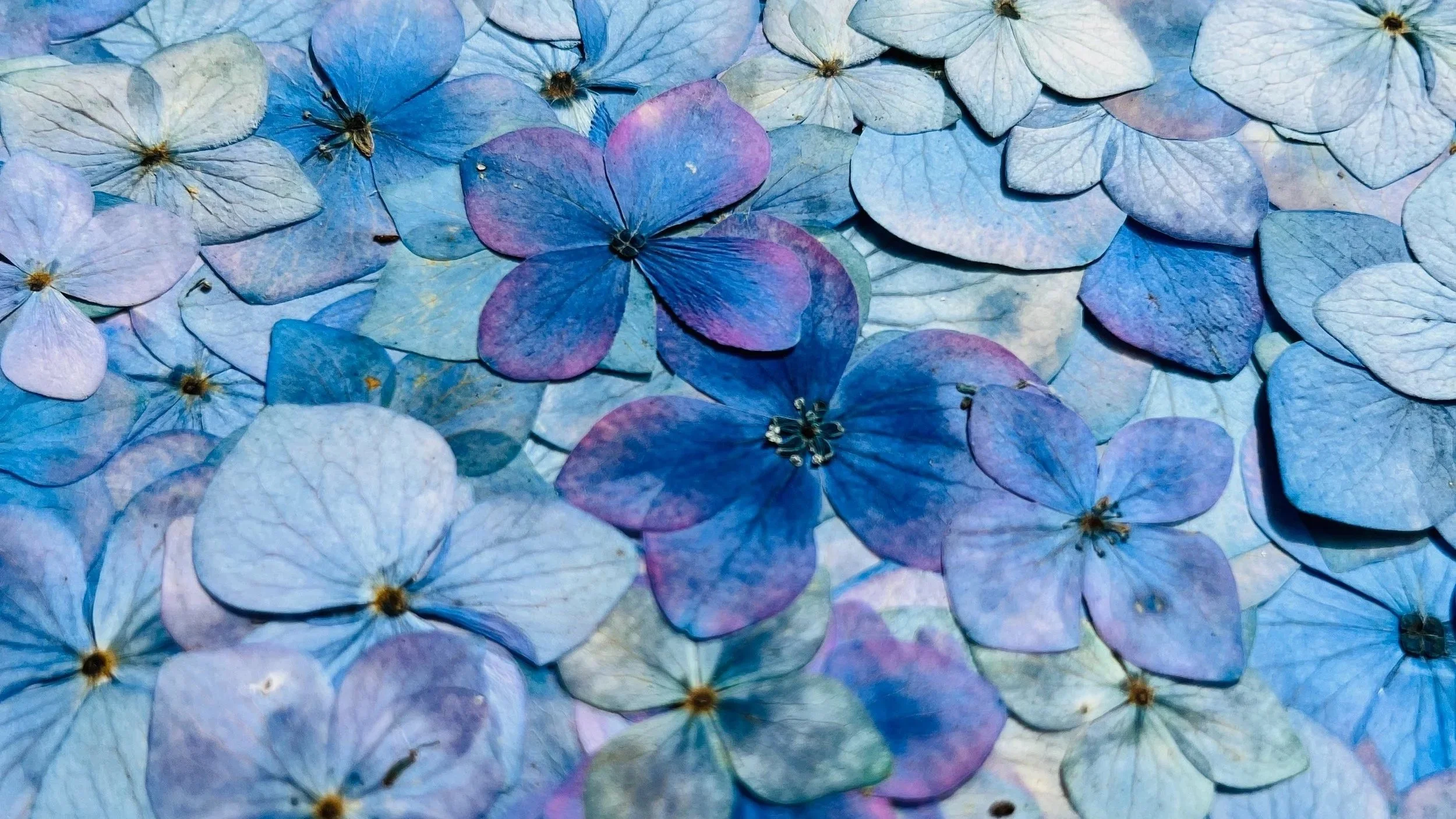 A close up of pressed blue hydrangea flowers