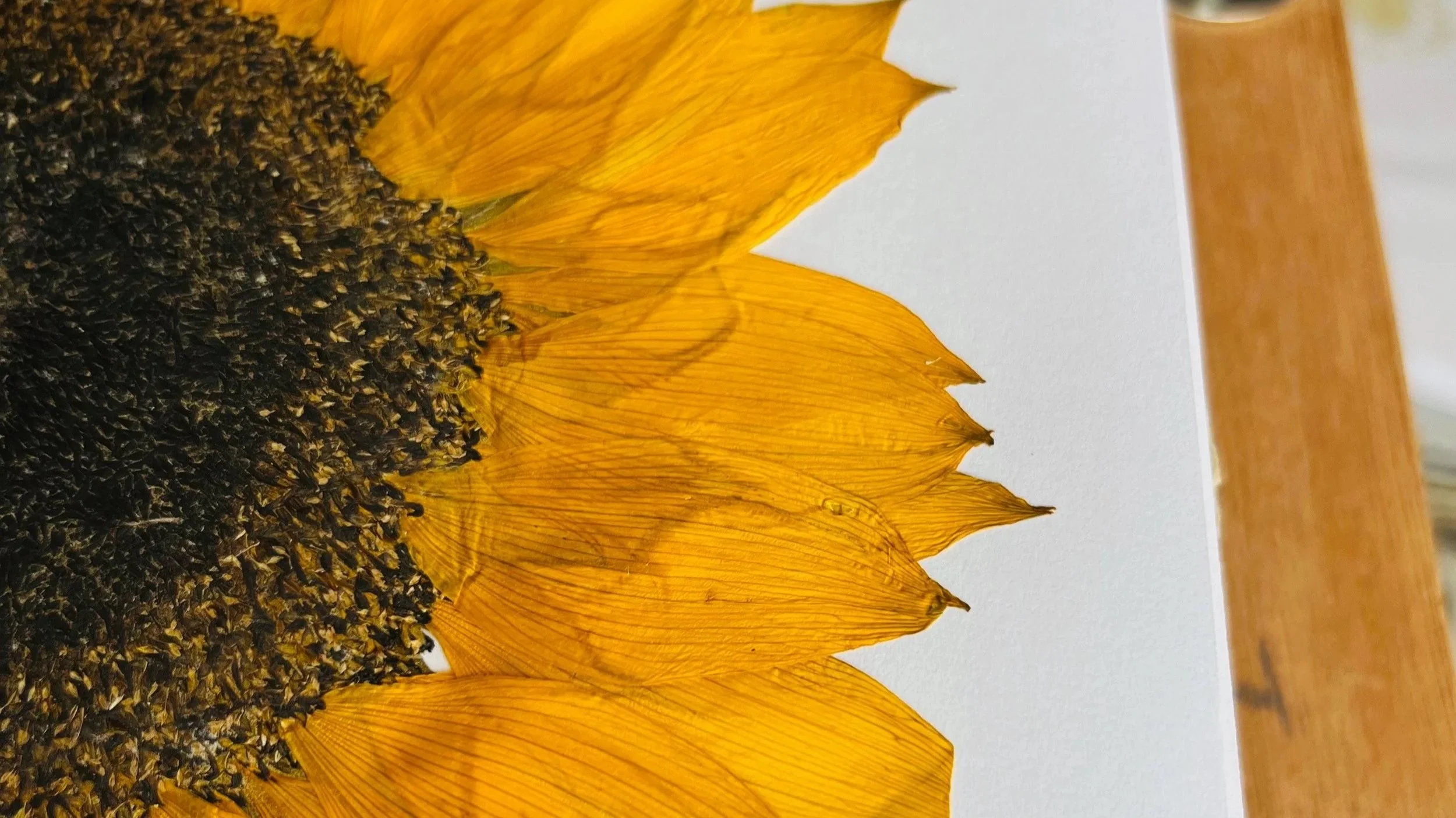 A close up of a pressed sunflower against a white background.