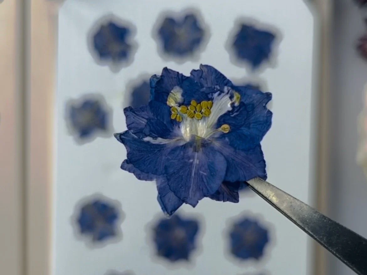 pressed purple delphinium flower