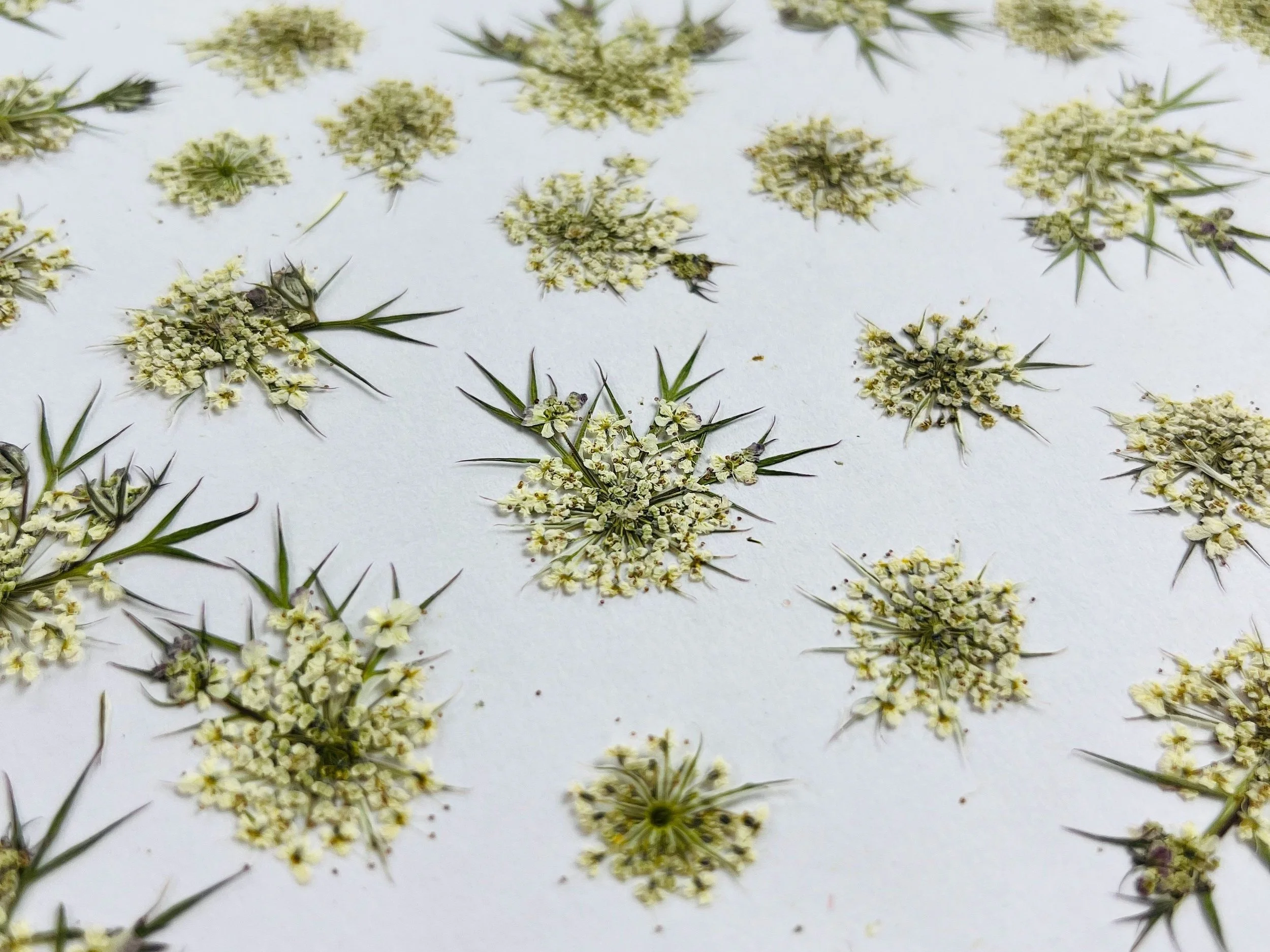 pressed white Queen Anne's lace flowers