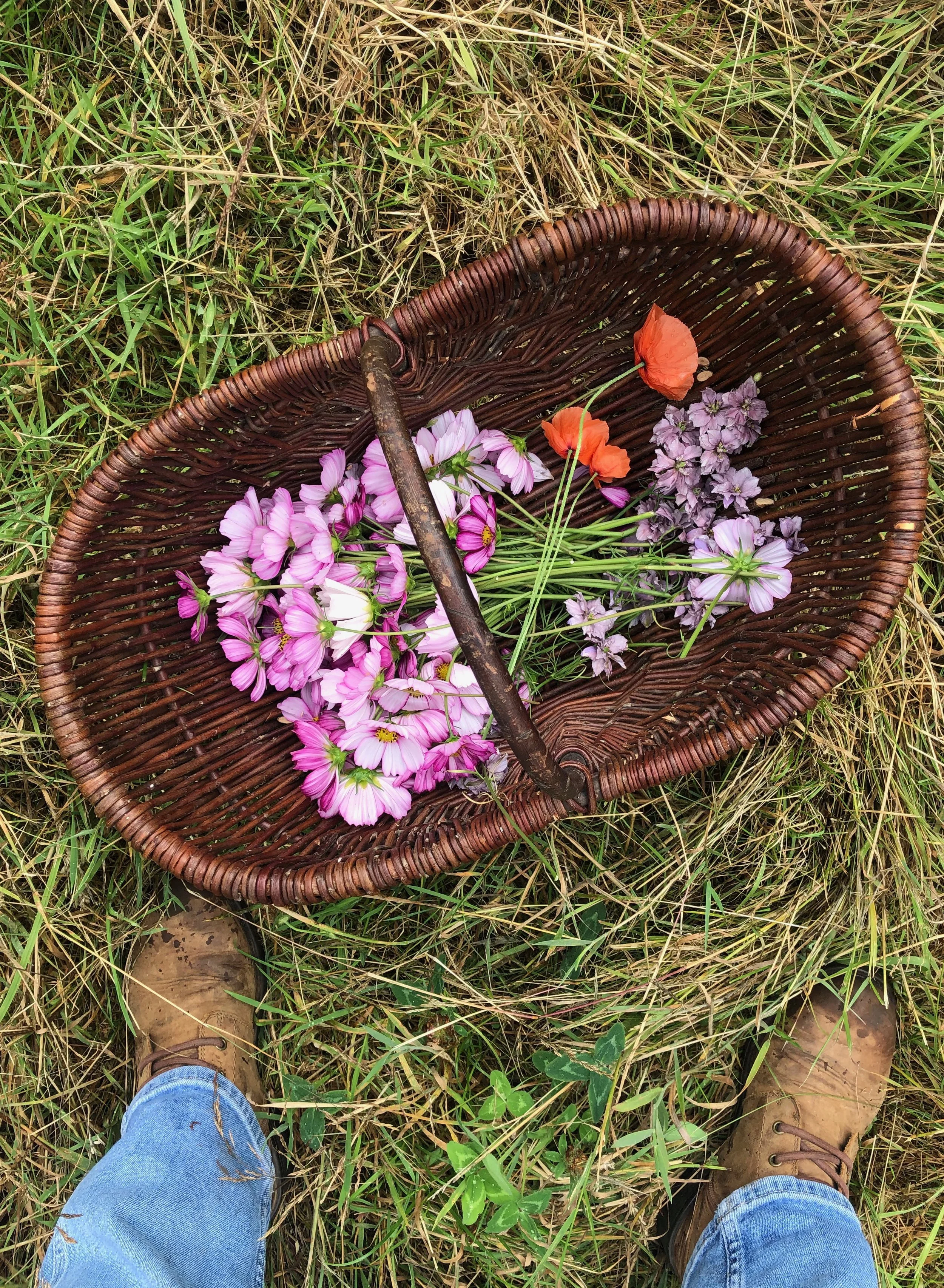 cosmos flowers in basket