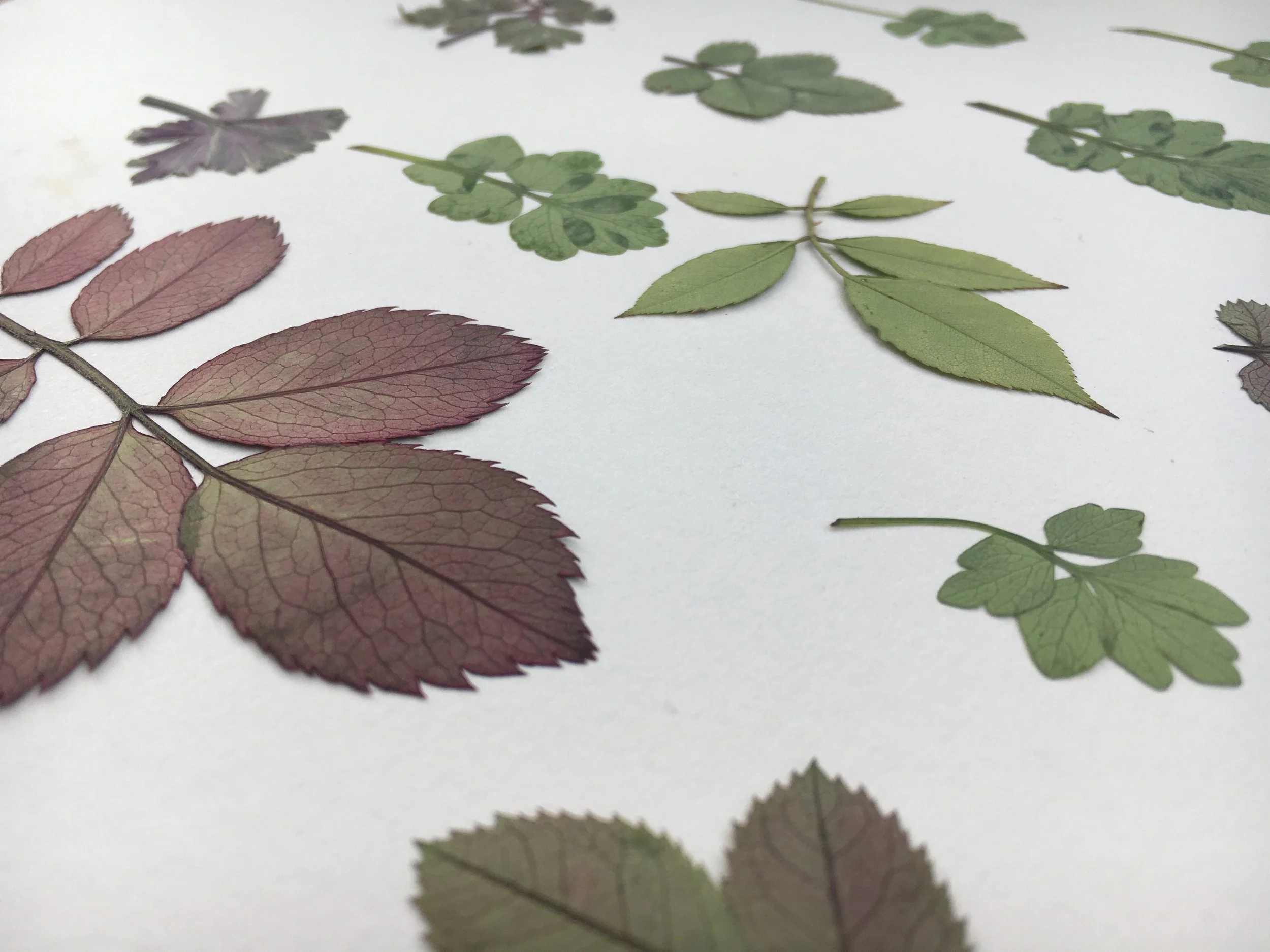 Layout of pressed leaves