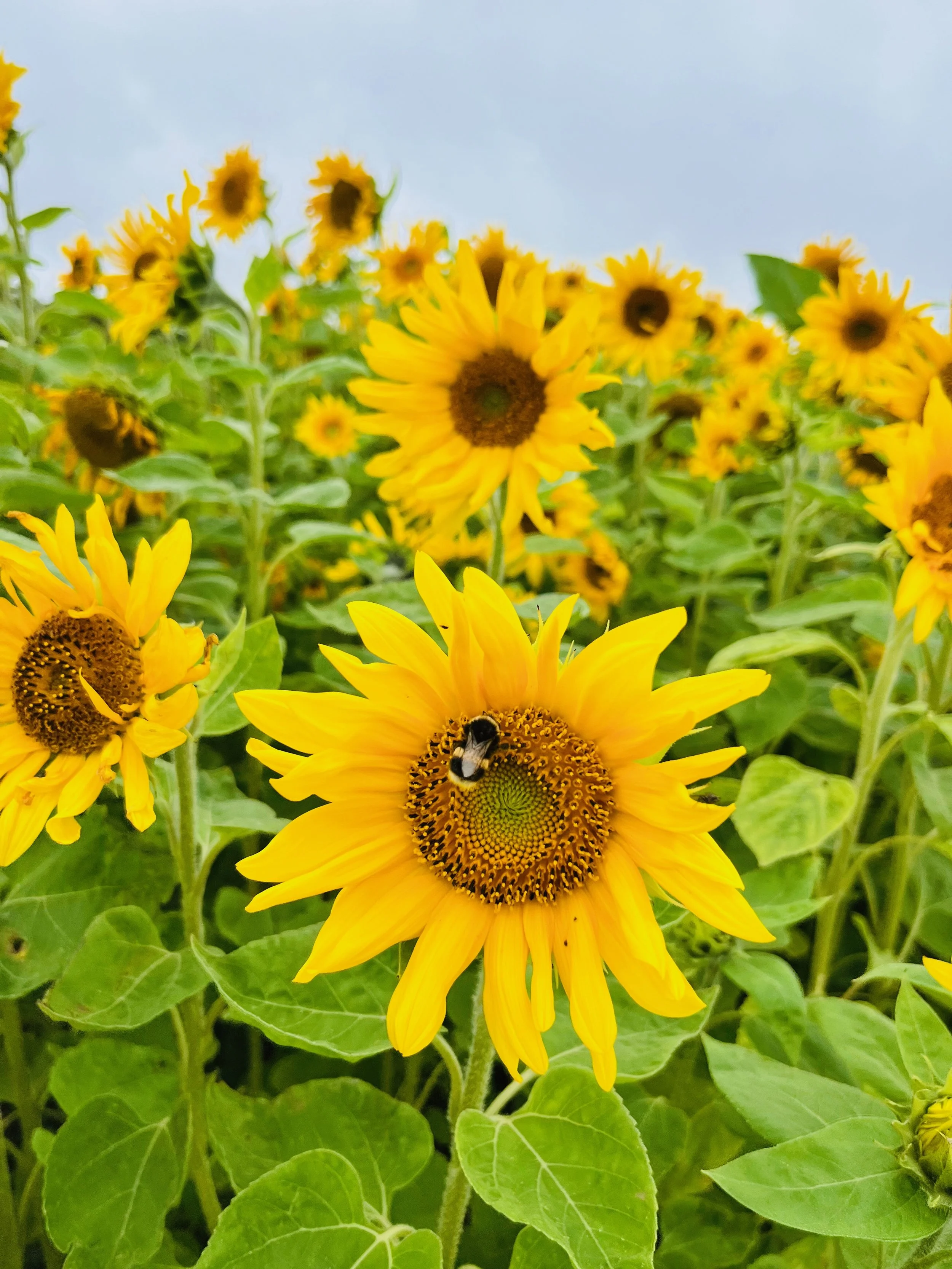 bumble bee on centre of a sunflower in a field of sunflowers