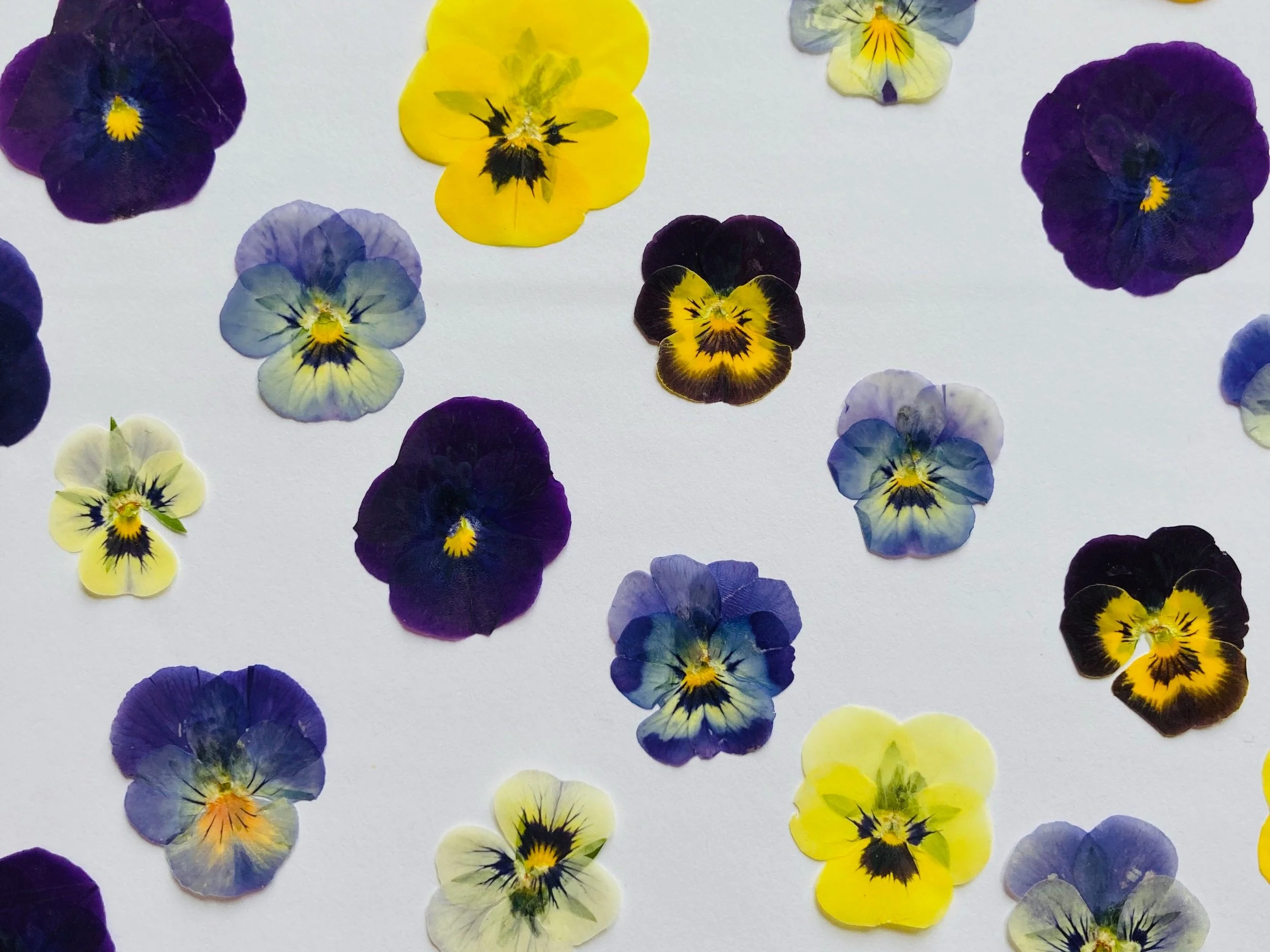 colourful pressed viola flowers