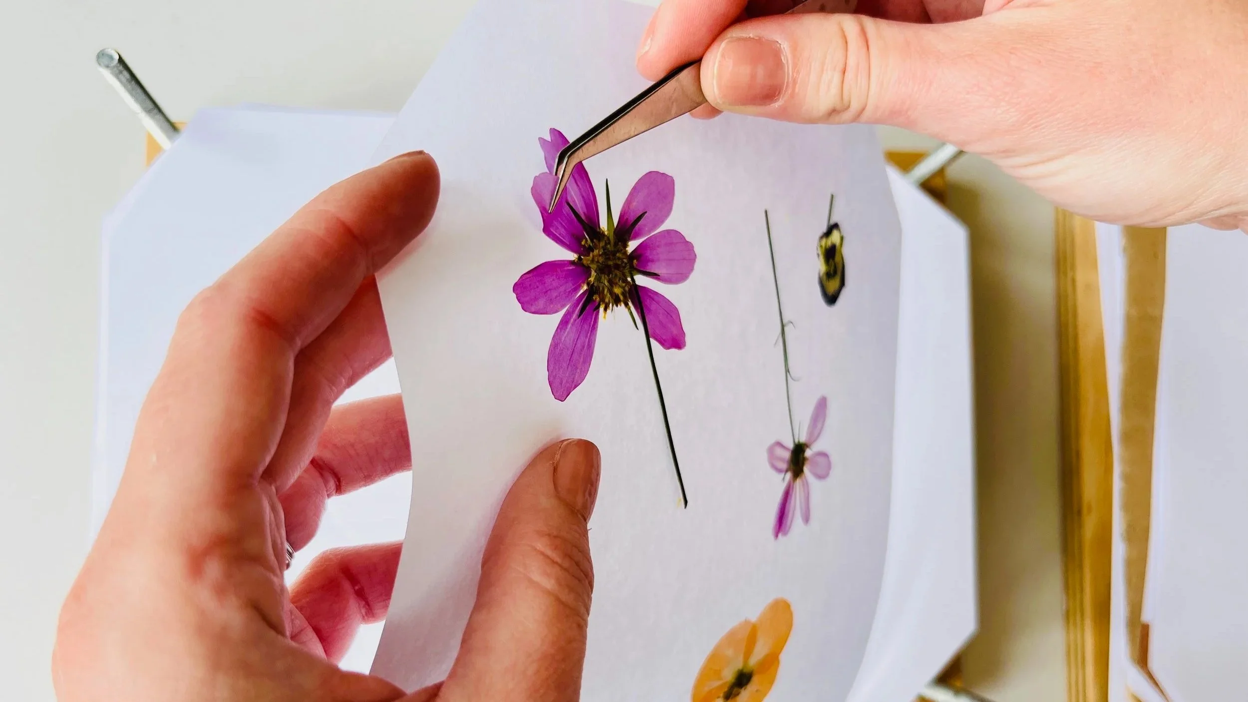 Hands using tweezers to remove a pressed purple flower from the page of a flower press. In the background is the open flower press.