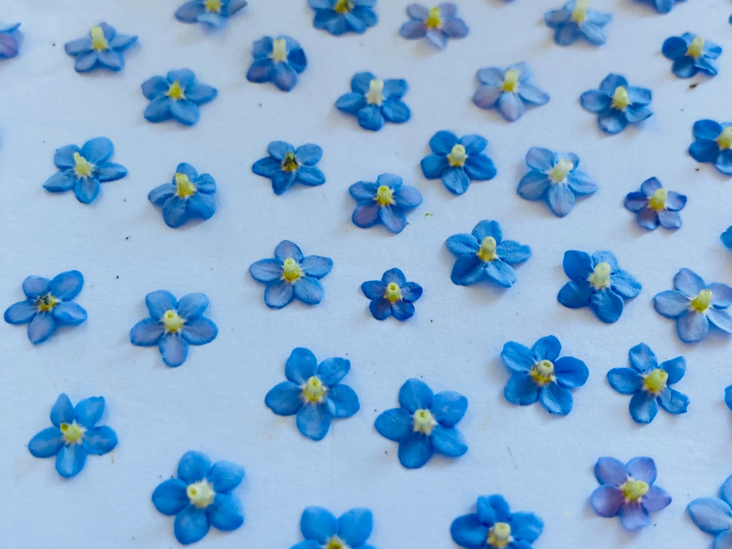 Blue Forget-me-not flowers laid out in a flower press