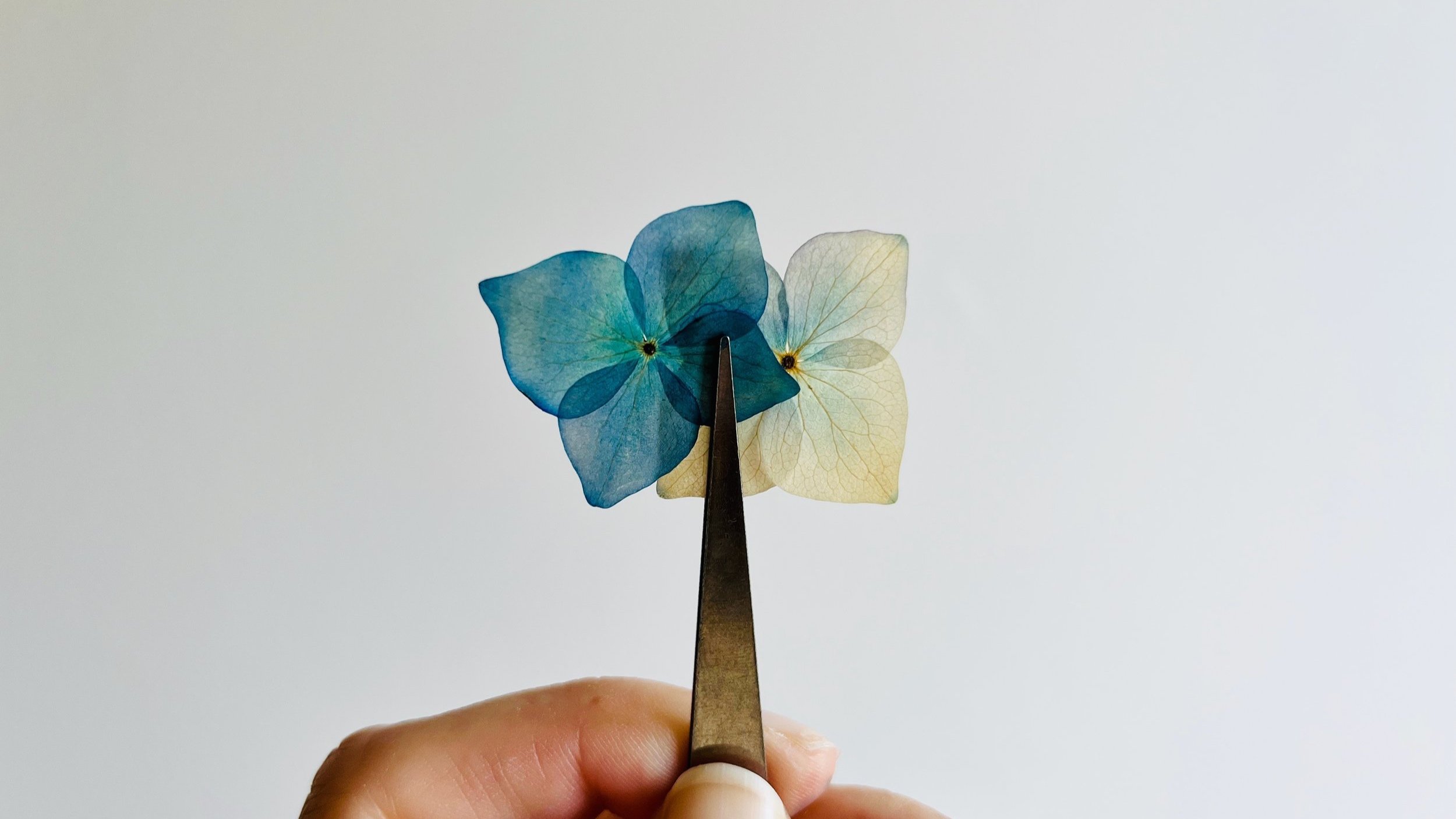 two blue hydrangeas, one colour corrected and one natural