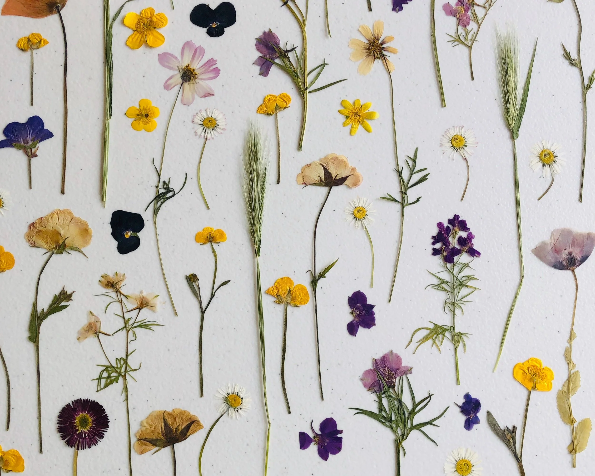 colourful pressed flowers laid out together in stems