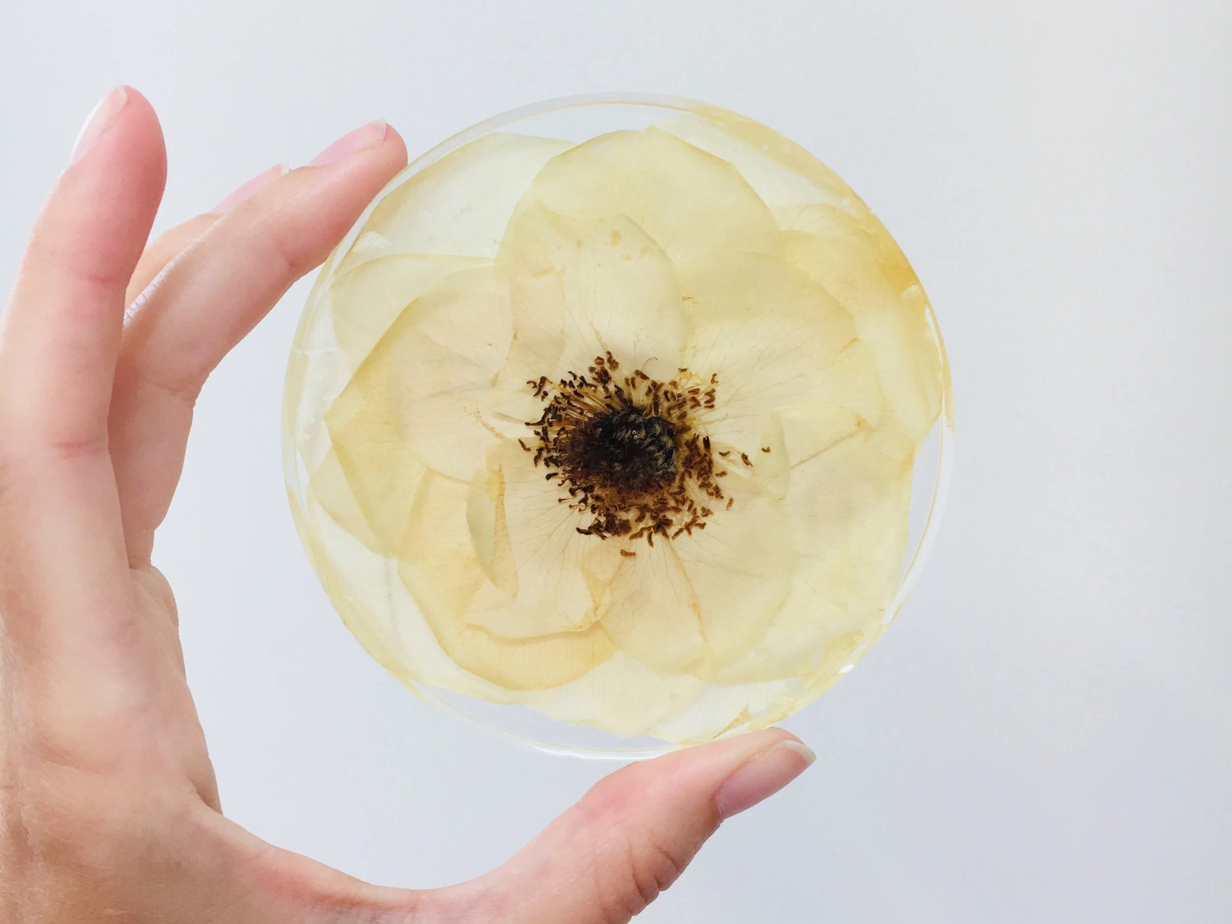 A hand holding up a resin coaster that has a pressed white rose inside.