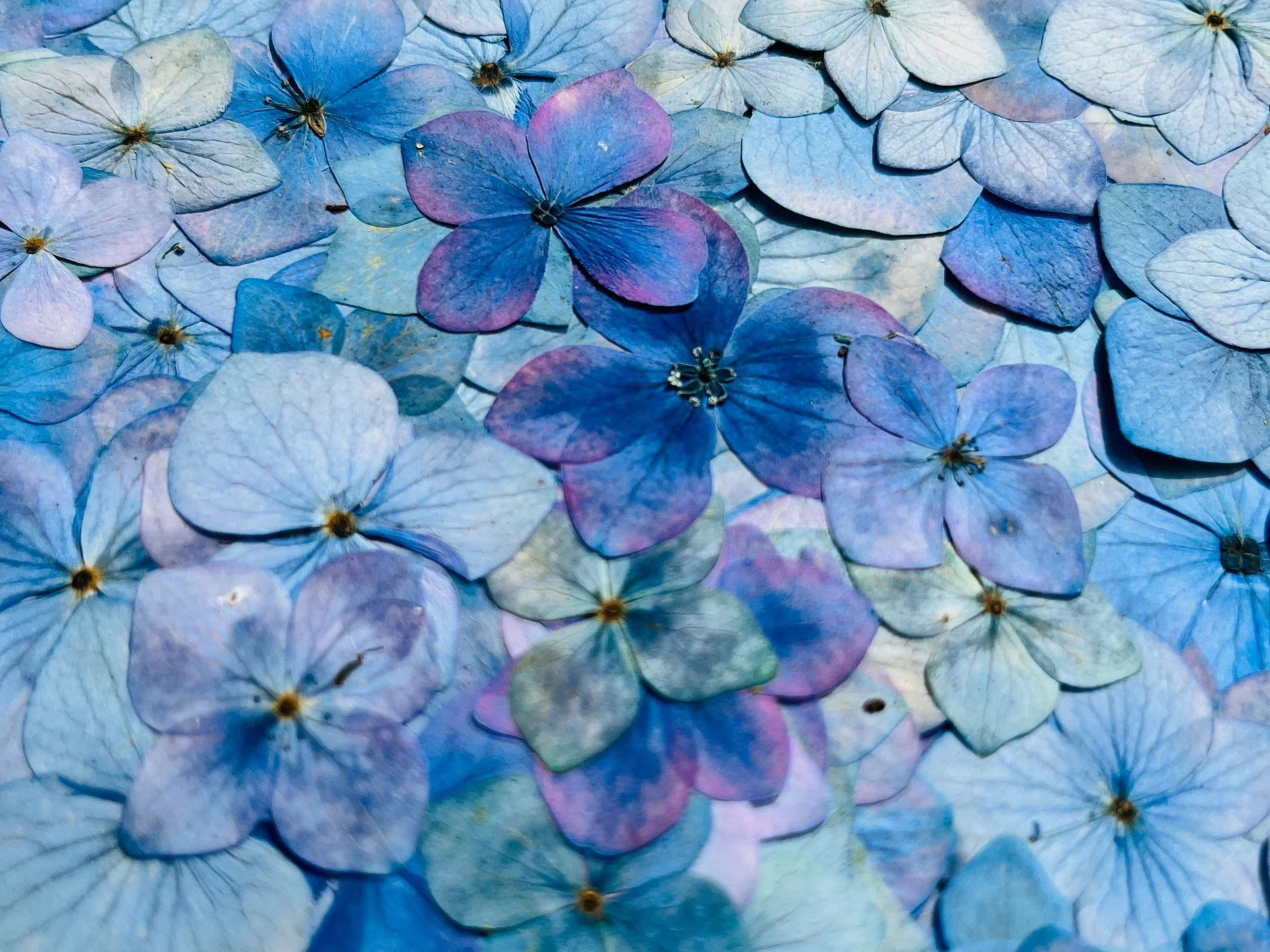 pressed blue hydrangea flowers