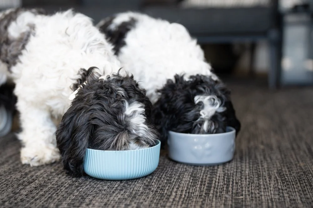 Weruva Pet Food Oct2024 raw, Love in Every Bite: A Visual Story with Weruva, photo by LeClair Media