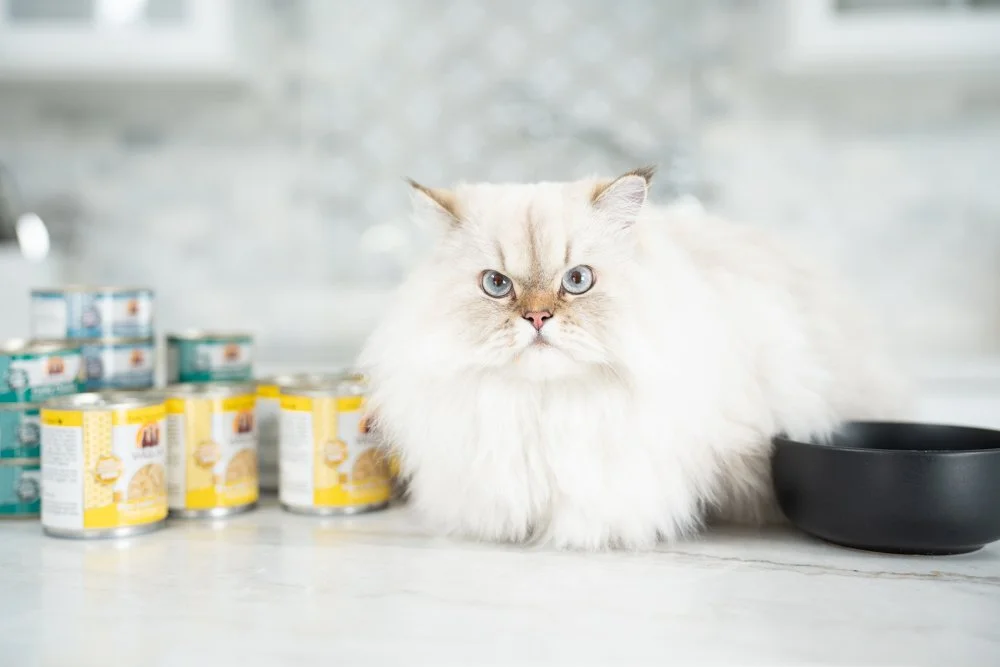 Weruva Pet Food Oct2024 raw, Love in Every Bite: A Visual Story with Weruva, photo by LeClair Media