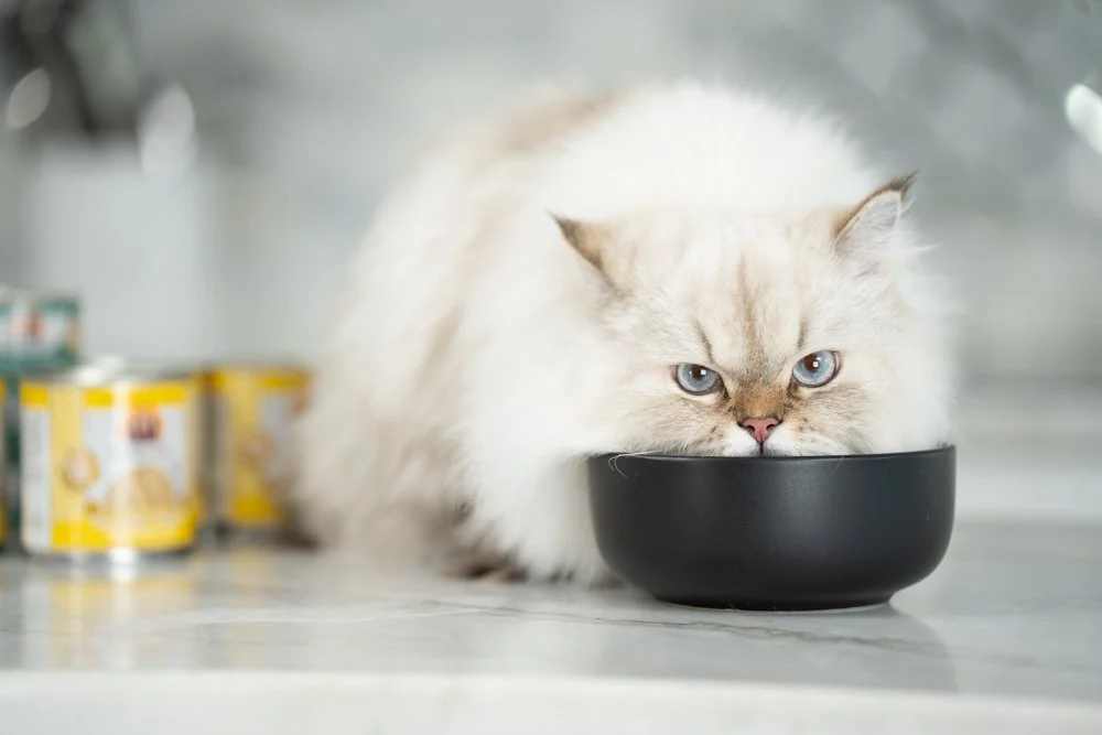 Weruva Pet Food Oct2024 raw, Love in Every Bite: A Visual Story with Weruva, photo by LeClair Media