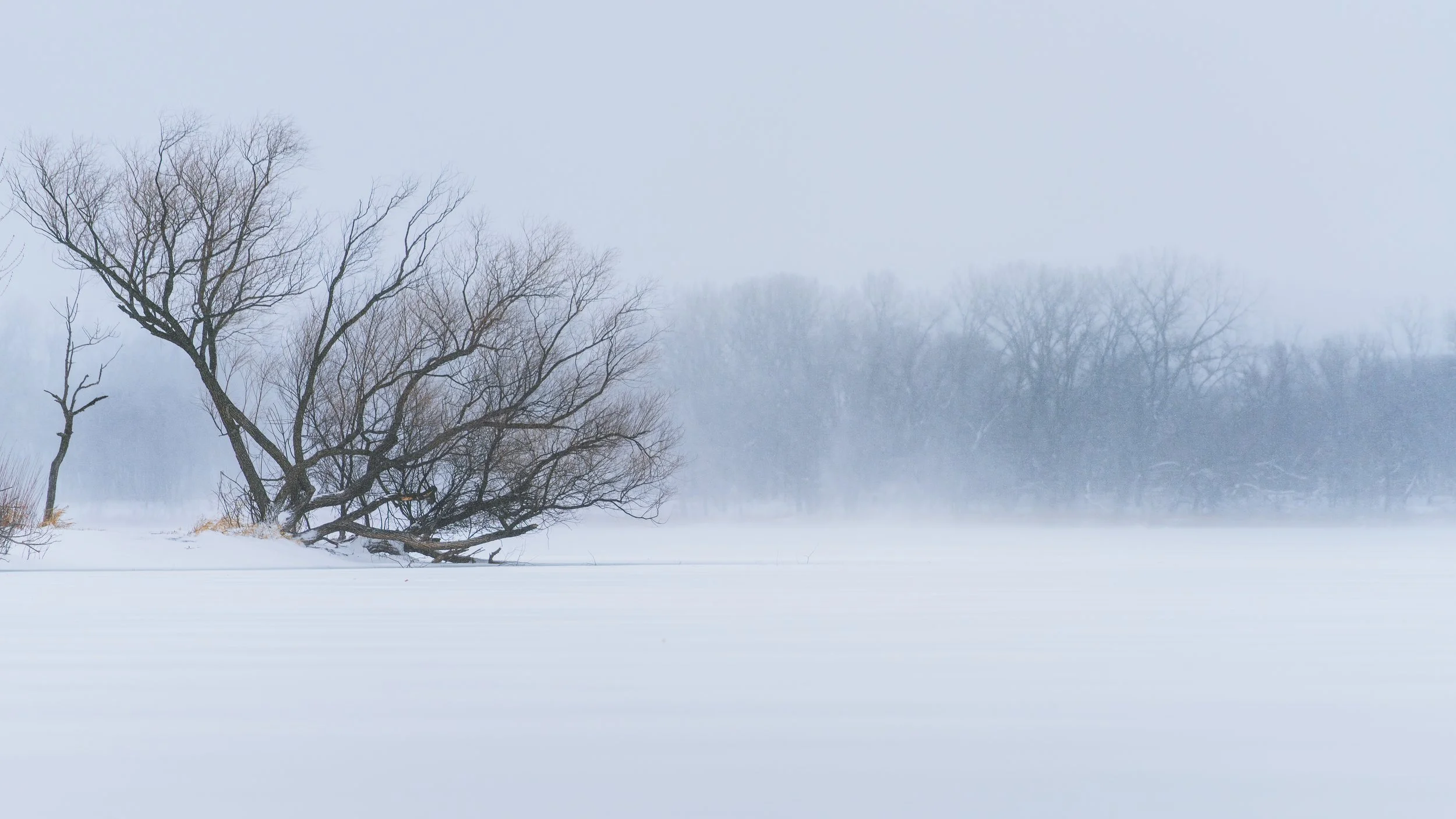 A snowy landscape with leafless trees standing on a snow-covered field, foggy background with more trees faintly visible