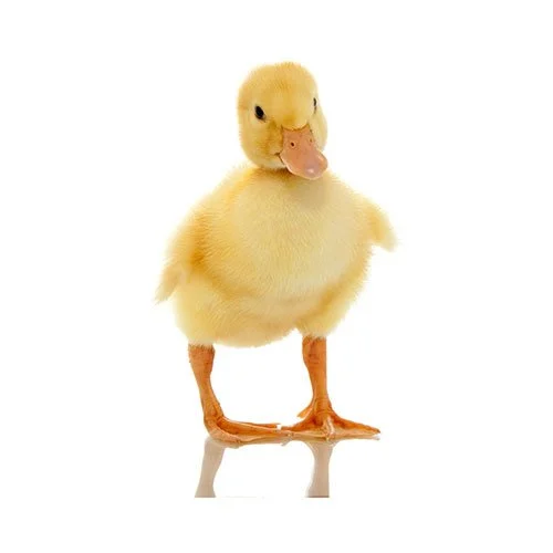 Ducklings Rising 2's