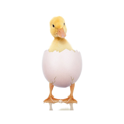 Nestlings 0 – Rising 2's