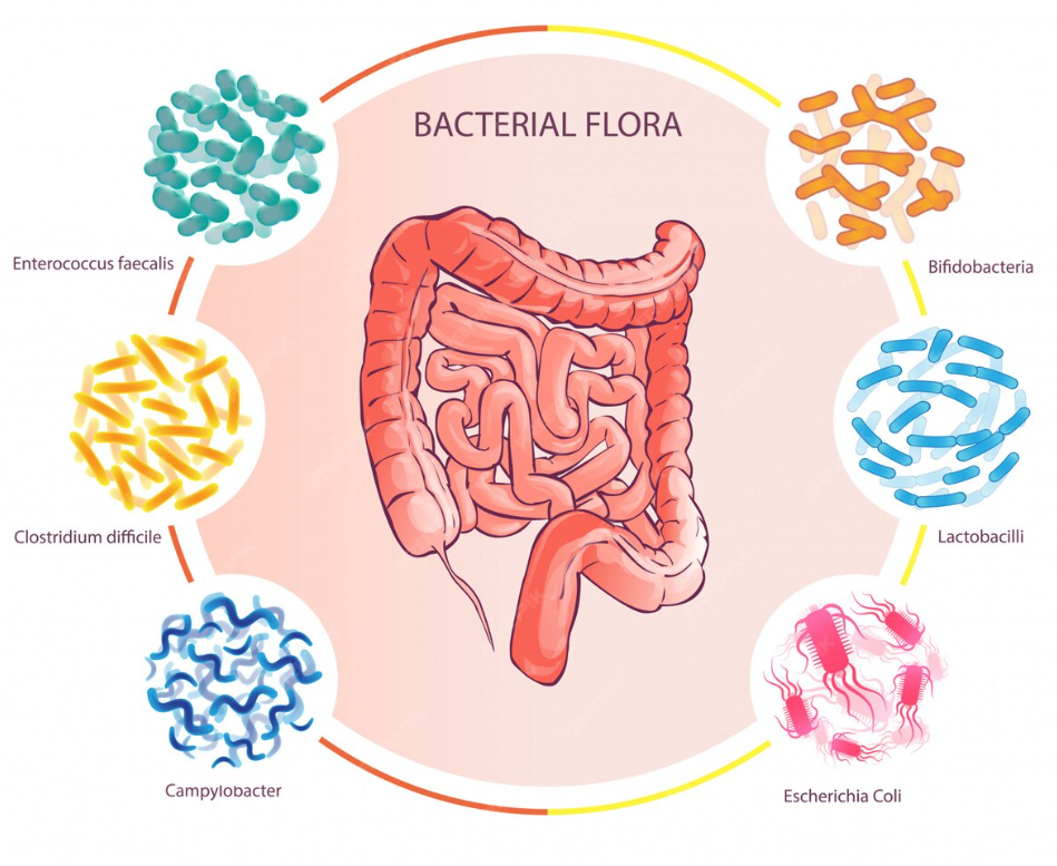 Diagram of bacterial flora in the human gut, showing Enterococcus faecalis, Clostridium difficile, Campylobacter, Bifidobacteria, Lactobacilli, and Escherichia coli surrounding a cartoon illustration of the human digestive system.