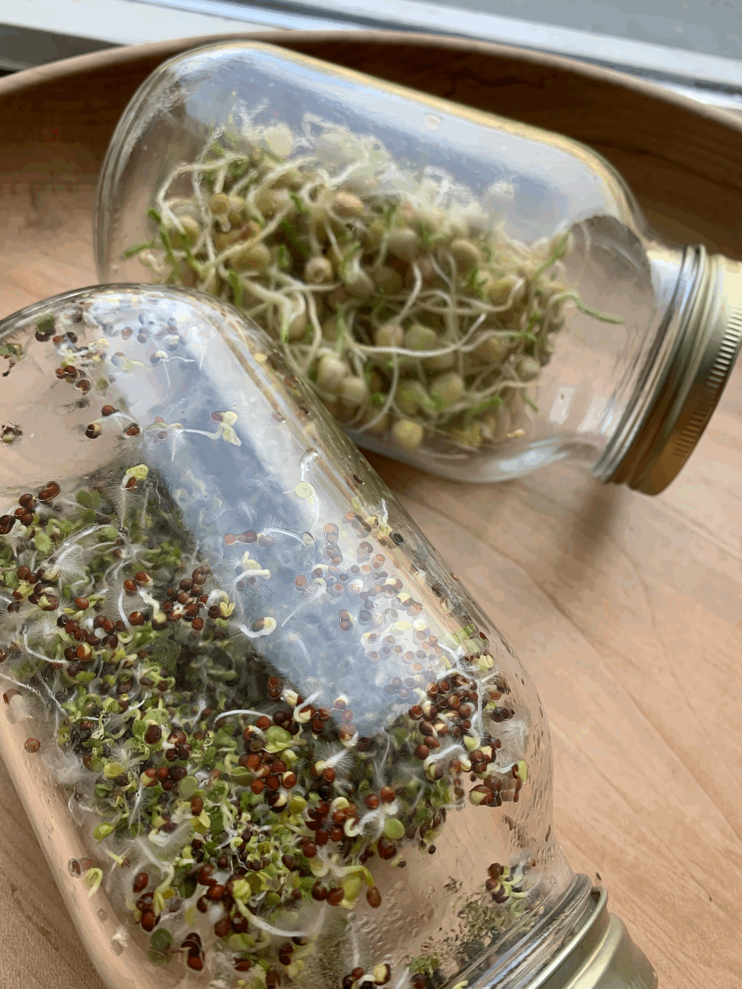 Sprouts, why they are so good for us