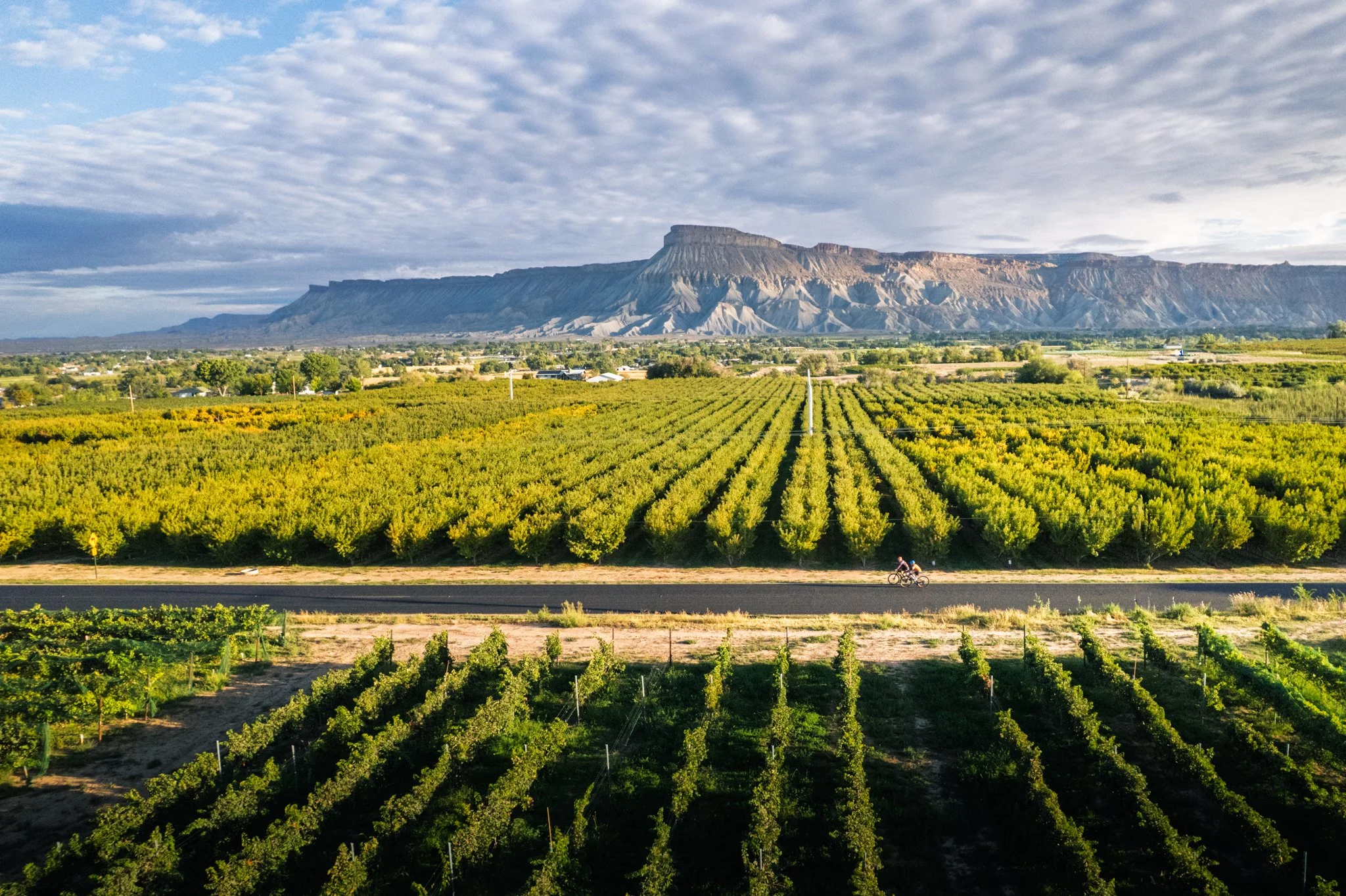 TDV 2025 - Web and Social - Desert Digital Creative -0925.jpg