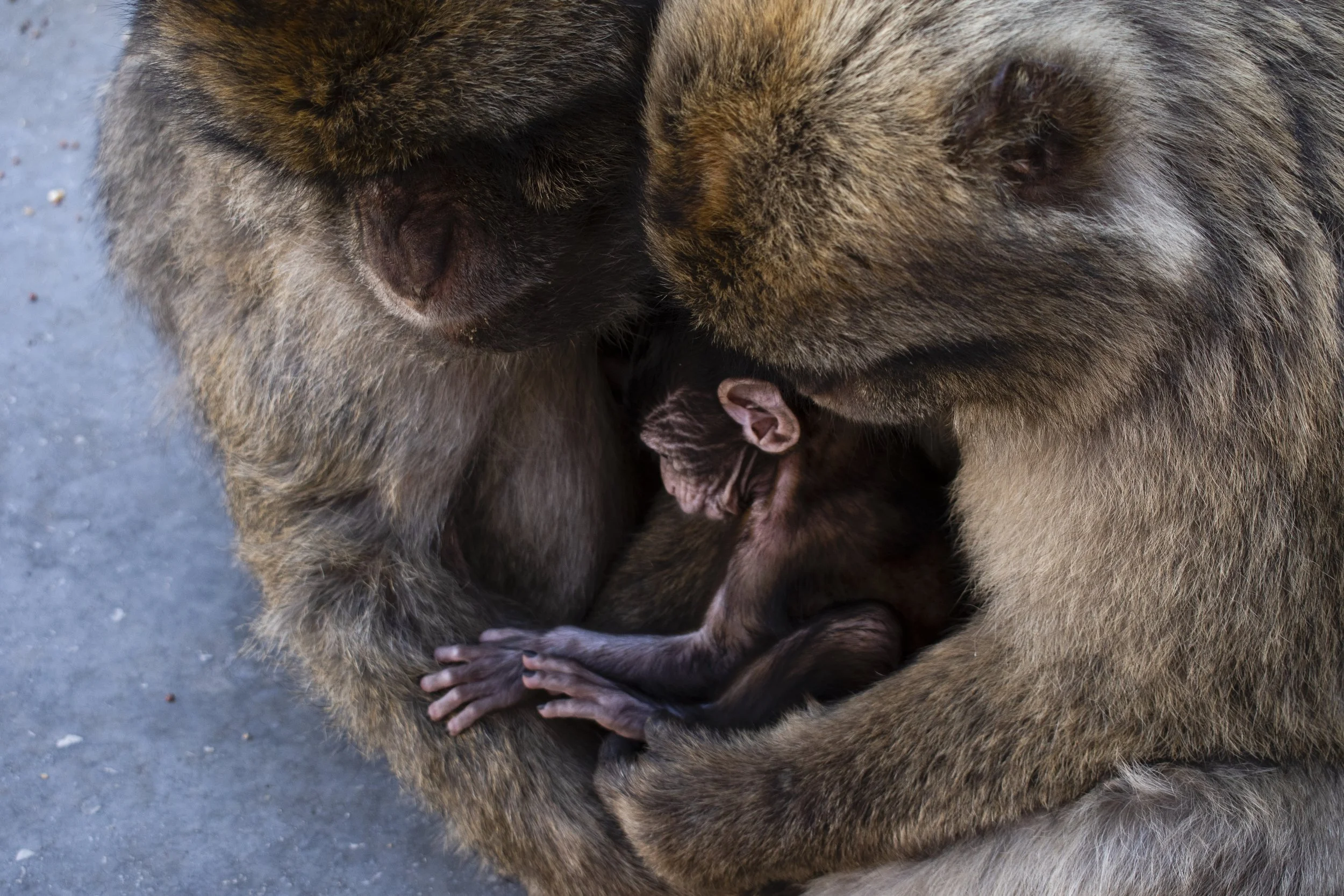 Gibraltar, UK - 2018