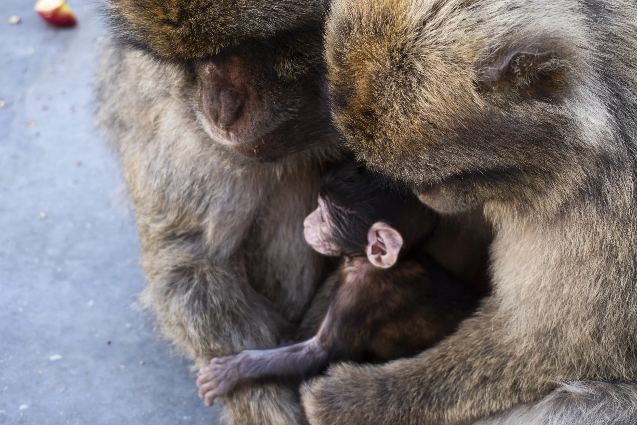 Gibraltar, UK - 2018