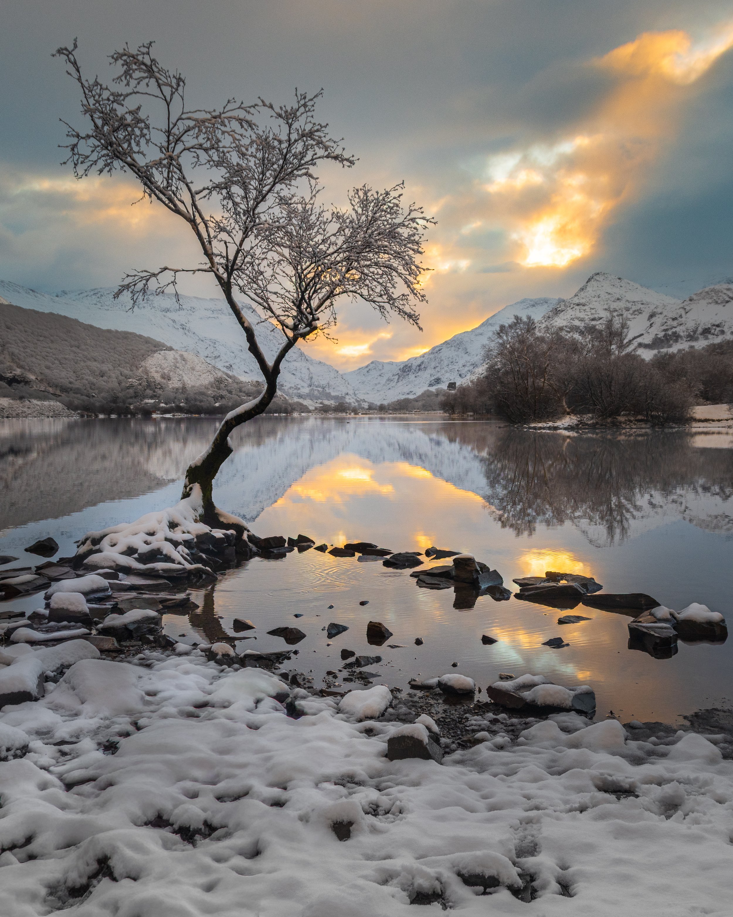 Snowy Sunrise, Lone Tree, Llanberis (Portrait)