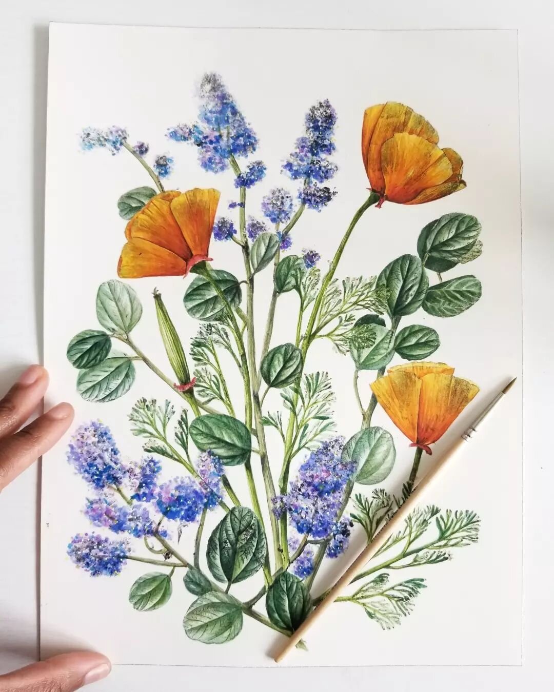 Time to scan and make prints!
If you would like one, DM me to let me knoooow! (Sorry only shipping within the US at this time)

California Poppy and California Lilac
Eschscholzia californica and Ceanothus so.
.
.
#natureprinting #natureprint #printsf