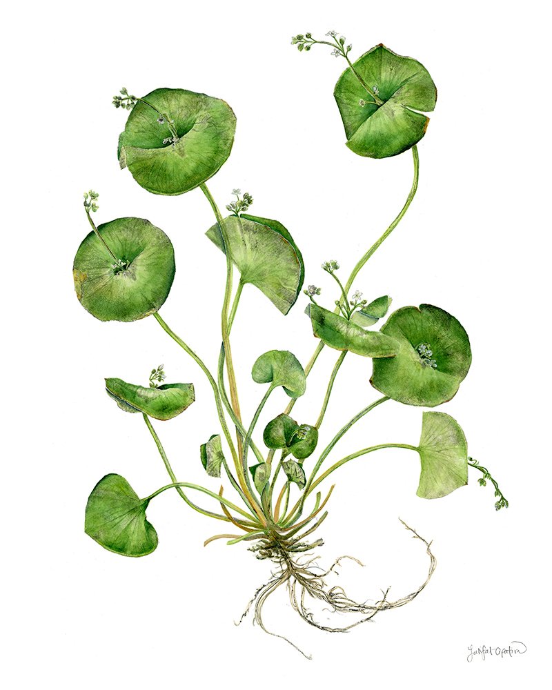 Miner's (or not) lettuce
