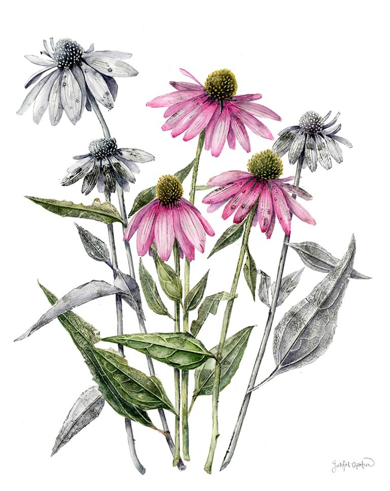 Cone flowers of the east