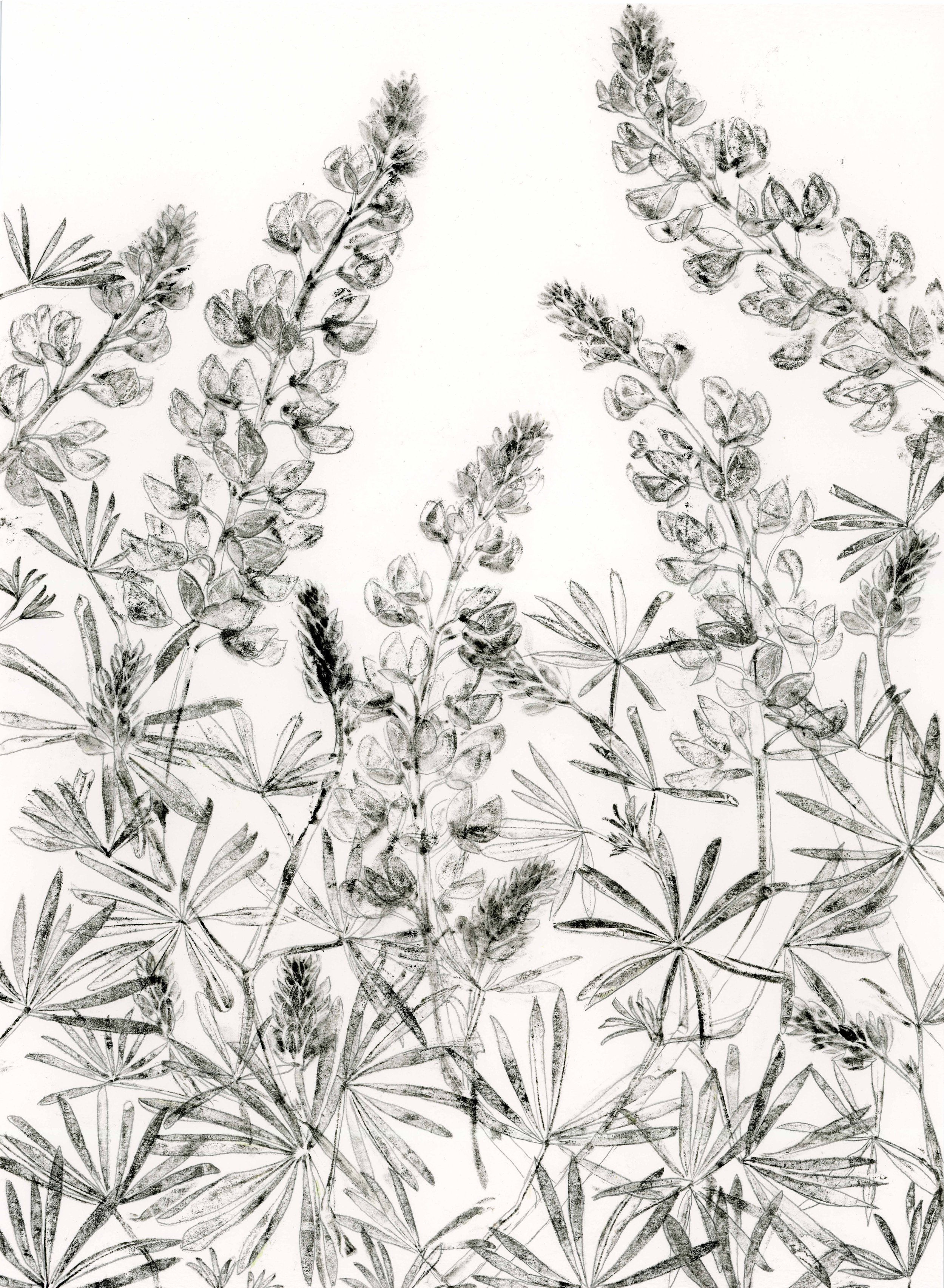 Lupine before
