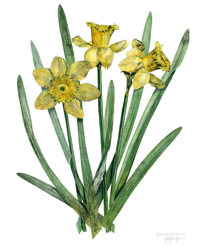 Daffodil