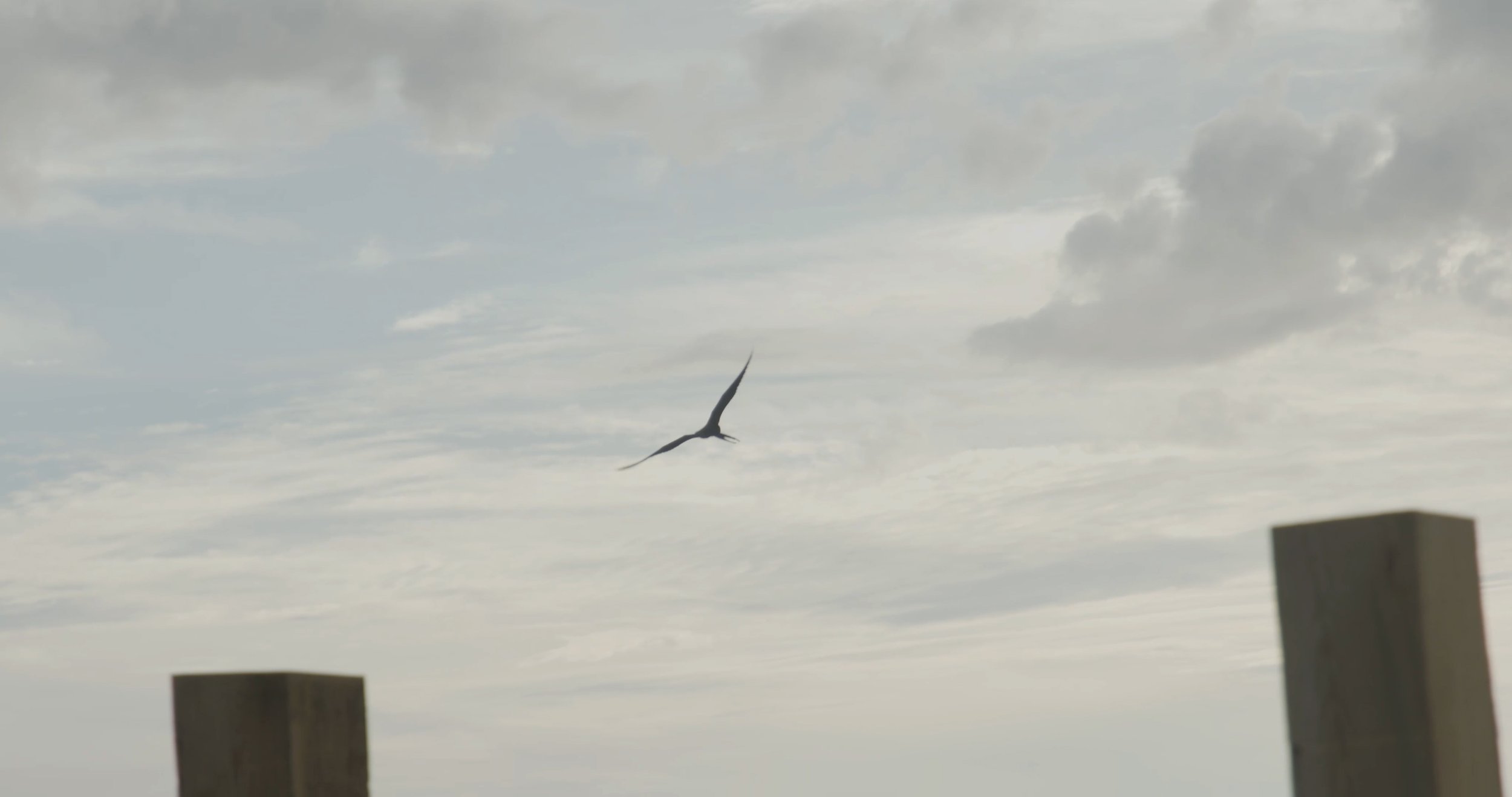 Bird - Rincon.jpg
