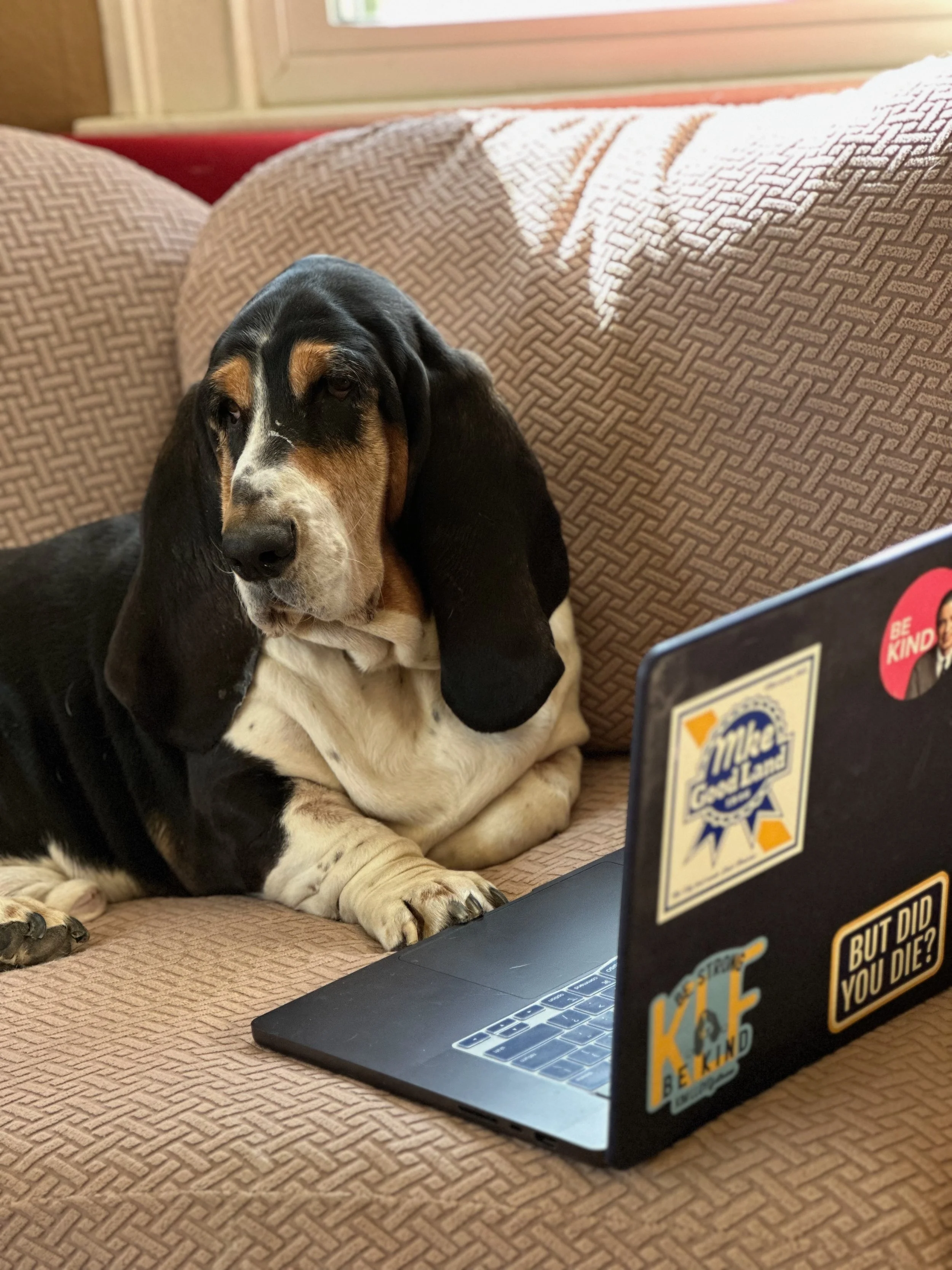 black, brown and white basset hound sitting on a brown couch with a black laptop open in front of hiim